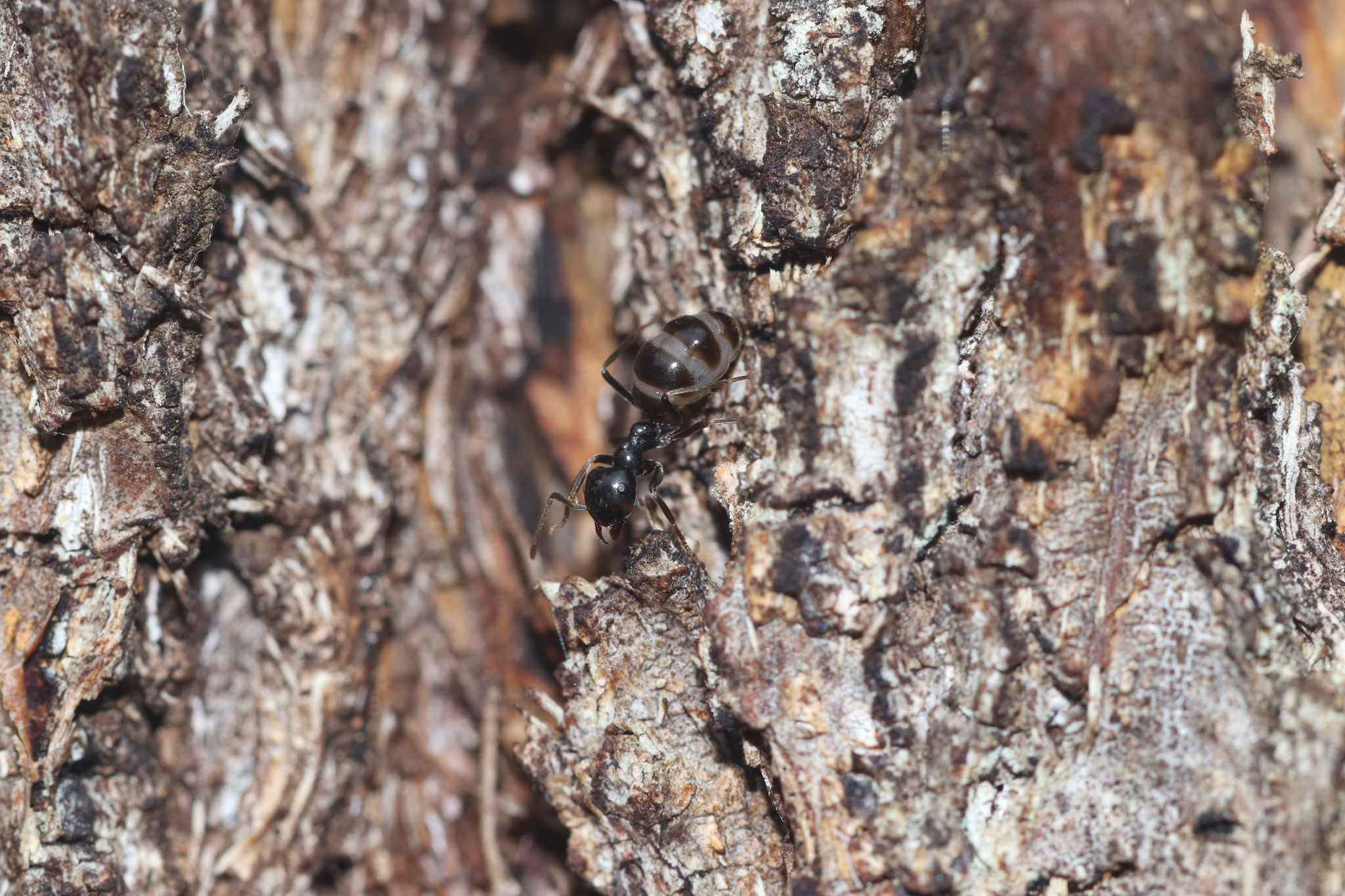 Lasius fuliginosus — image 5