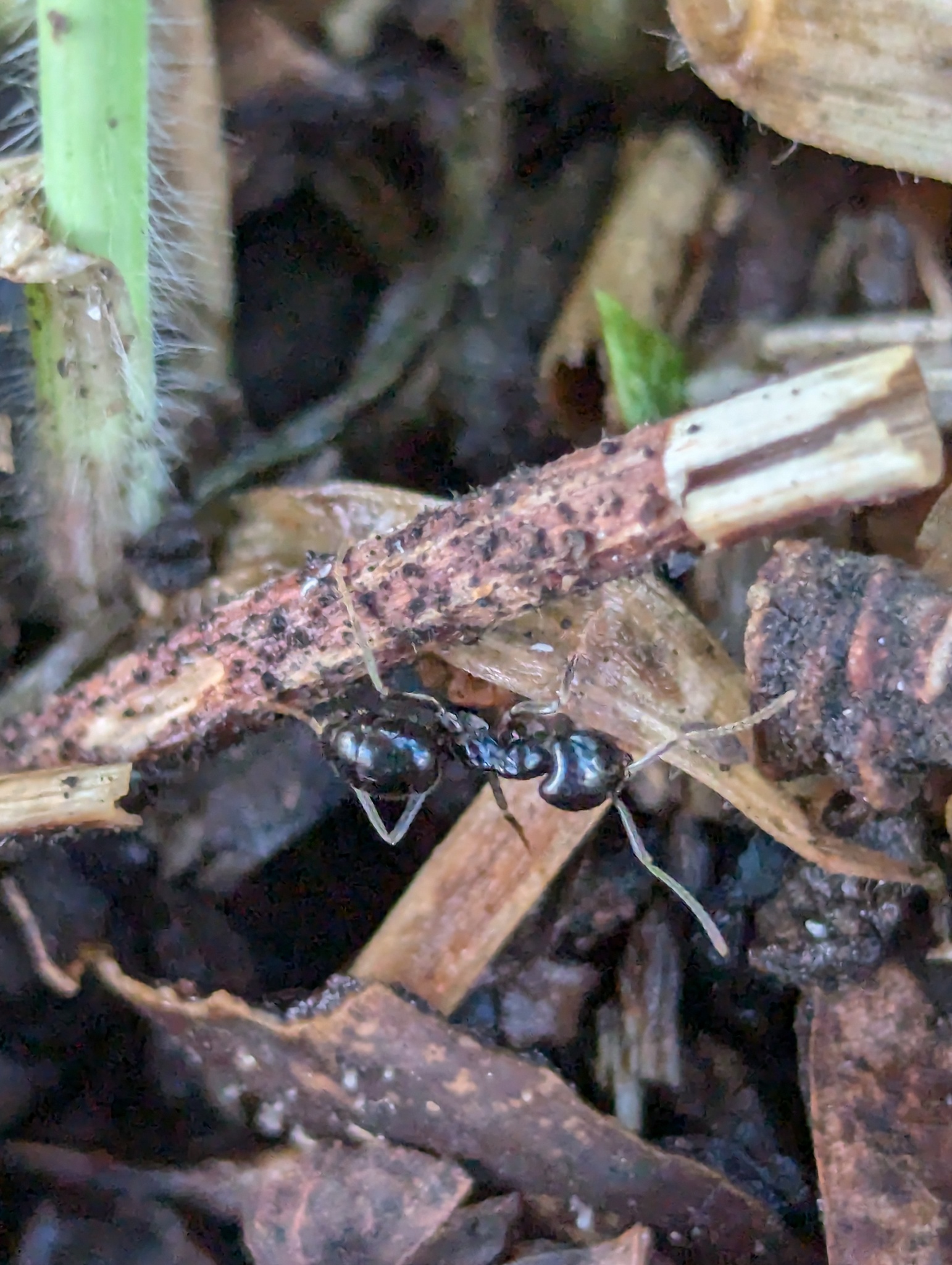 Lasius fuliginosus — image 19