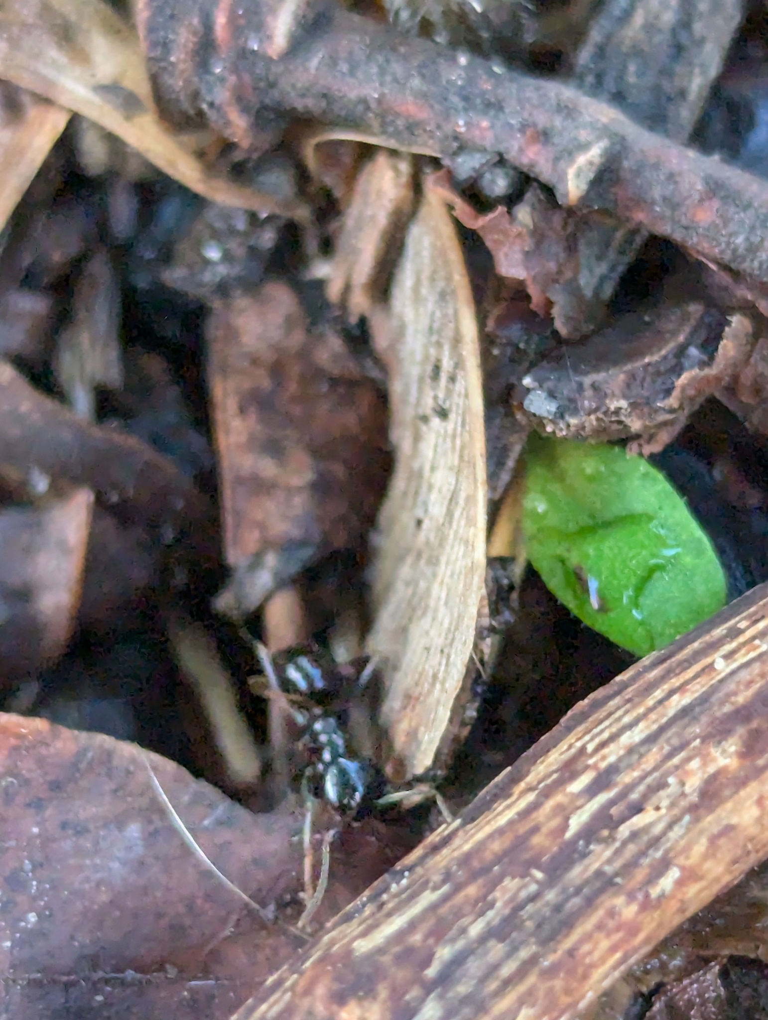 Lasius fuliginosus — image 14