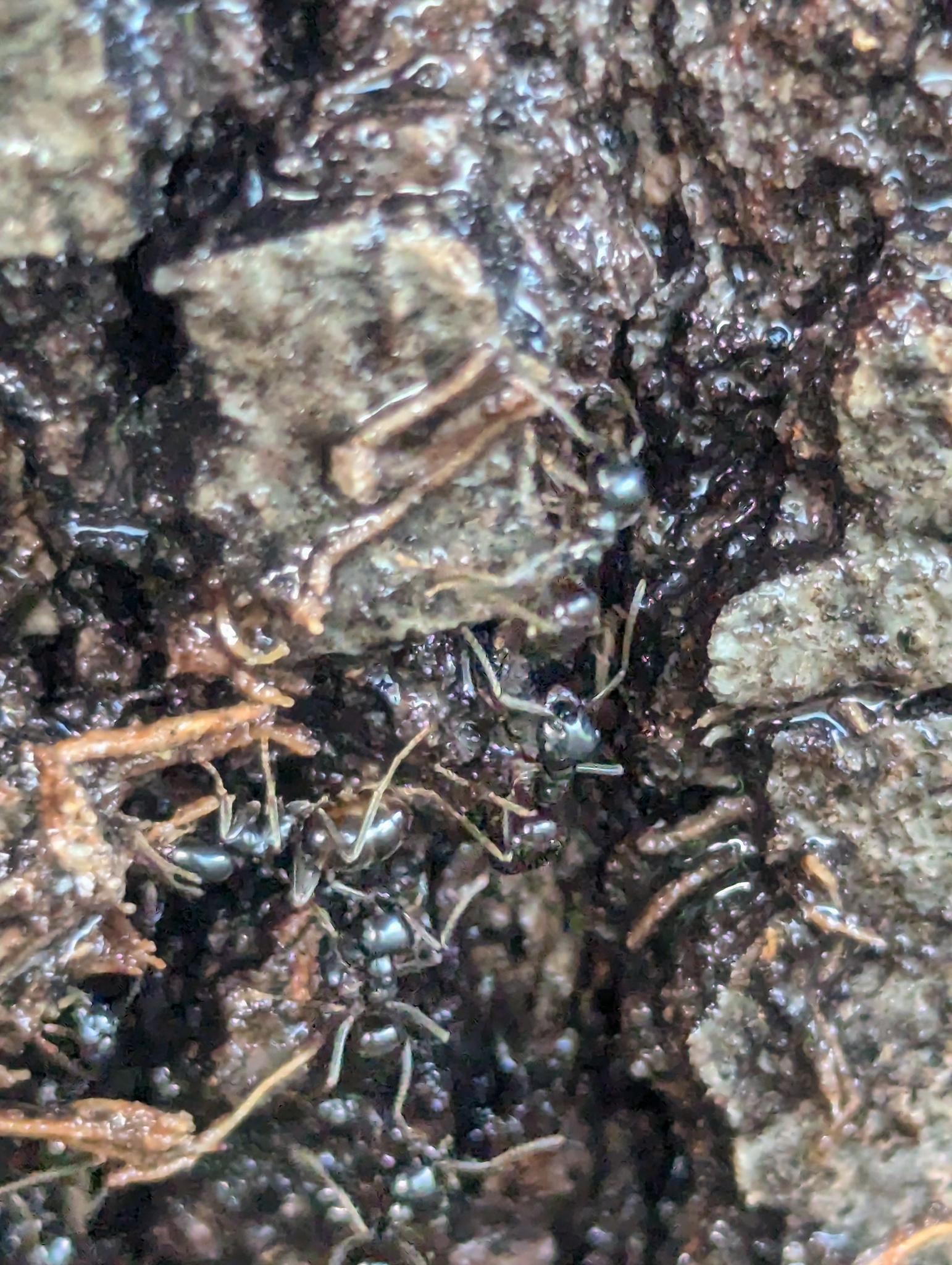 Lasius fuliginosus — image 8
