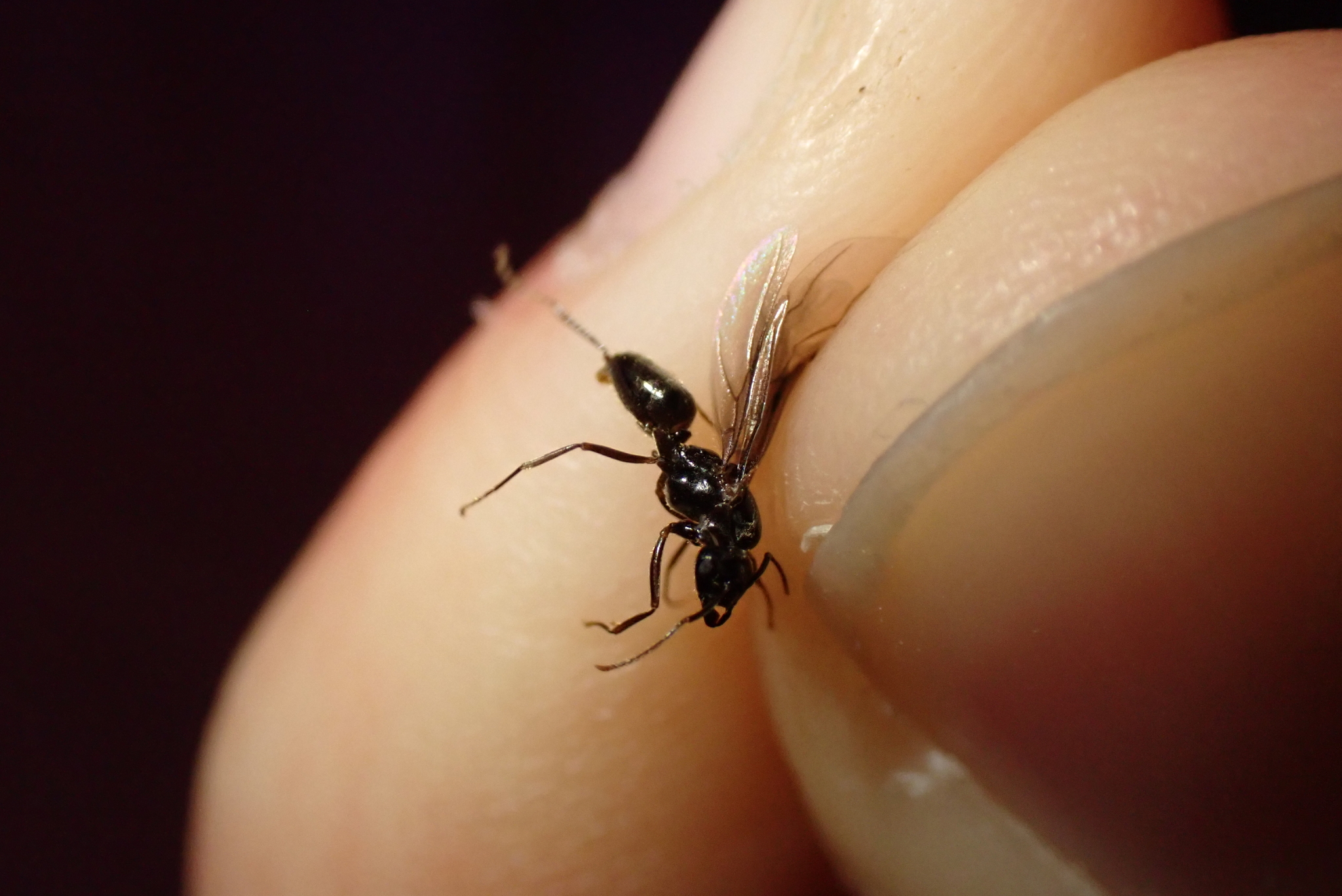 Lasius fuliginosus — image 18