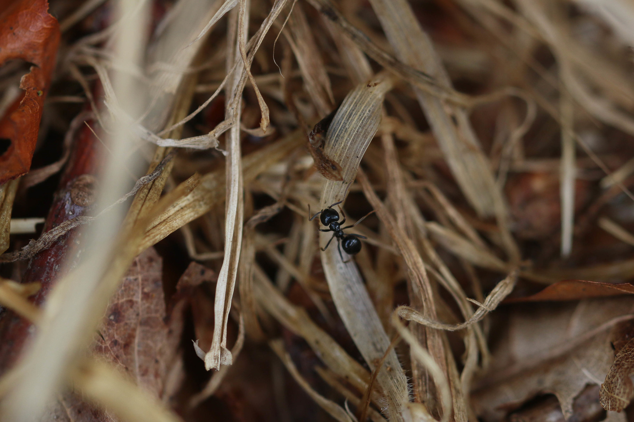 Lasius fuliginosus — image 10