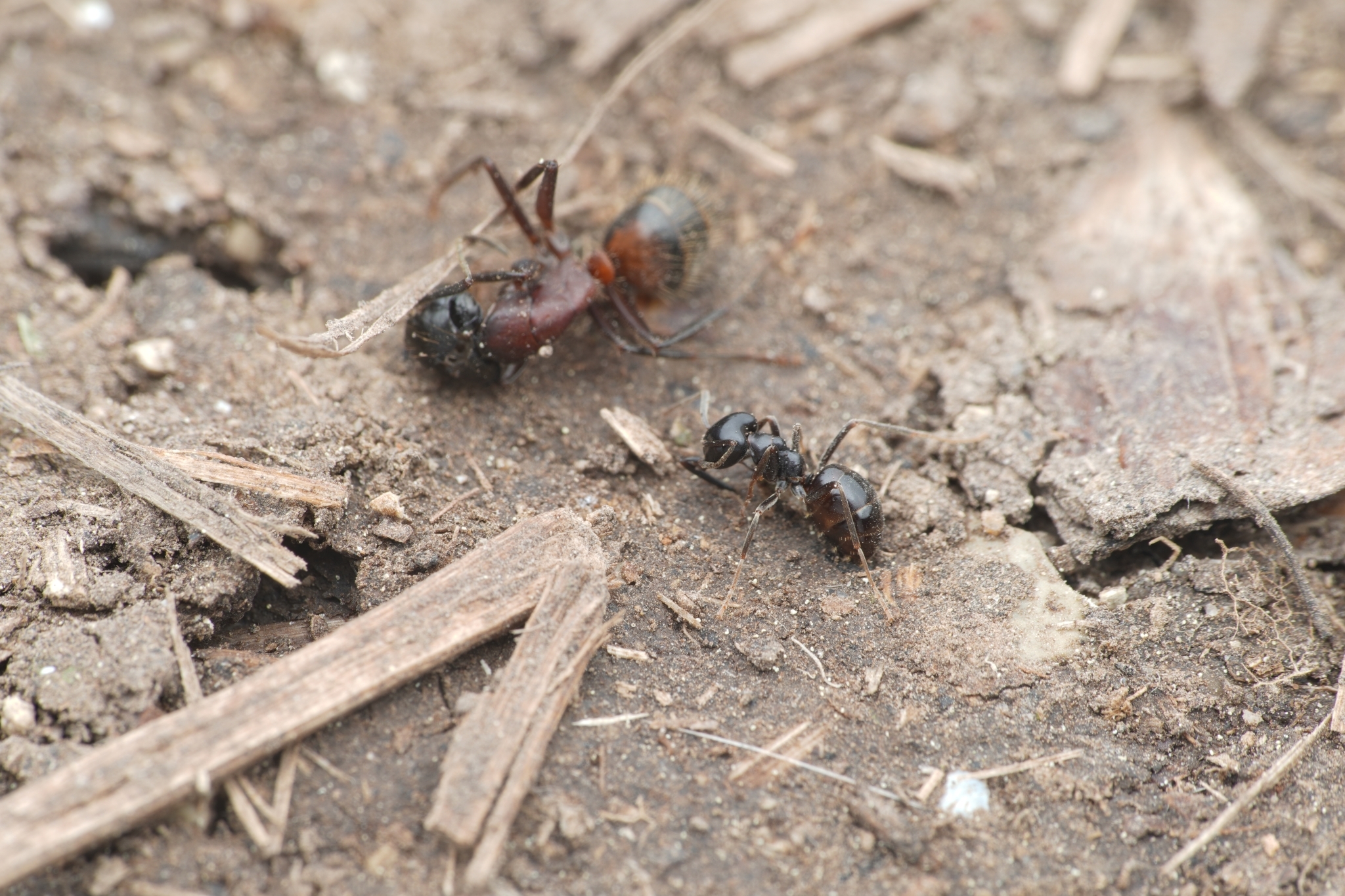 Lasius fuliginosus — image 8