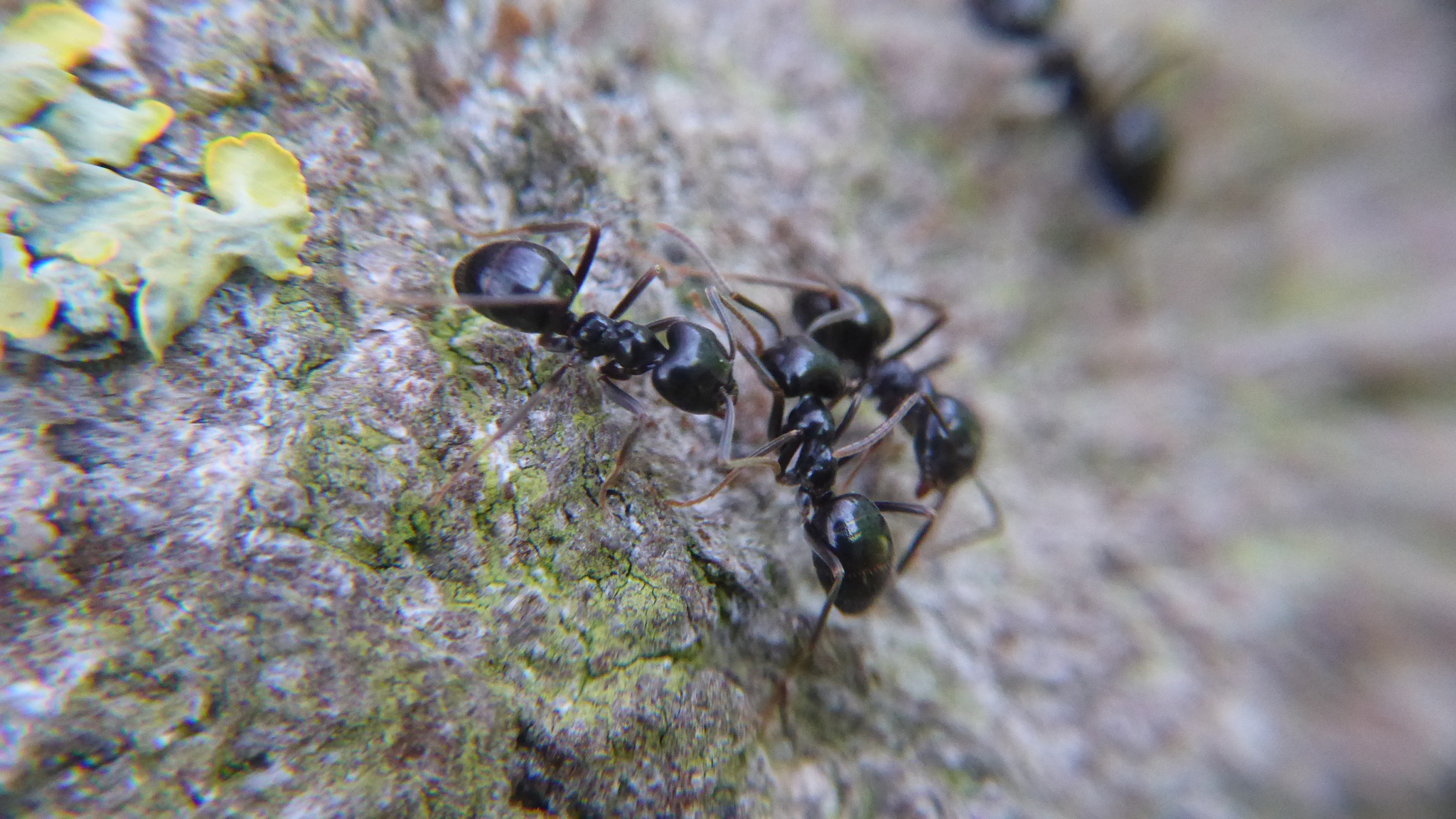 Lasius fuliginosus — image 13