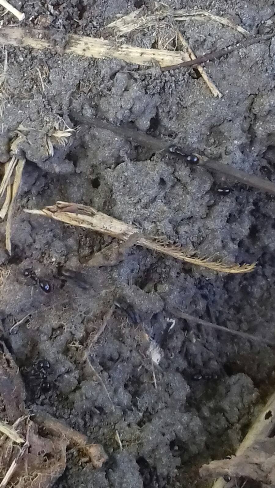 Lasius fuliginosus — image 3