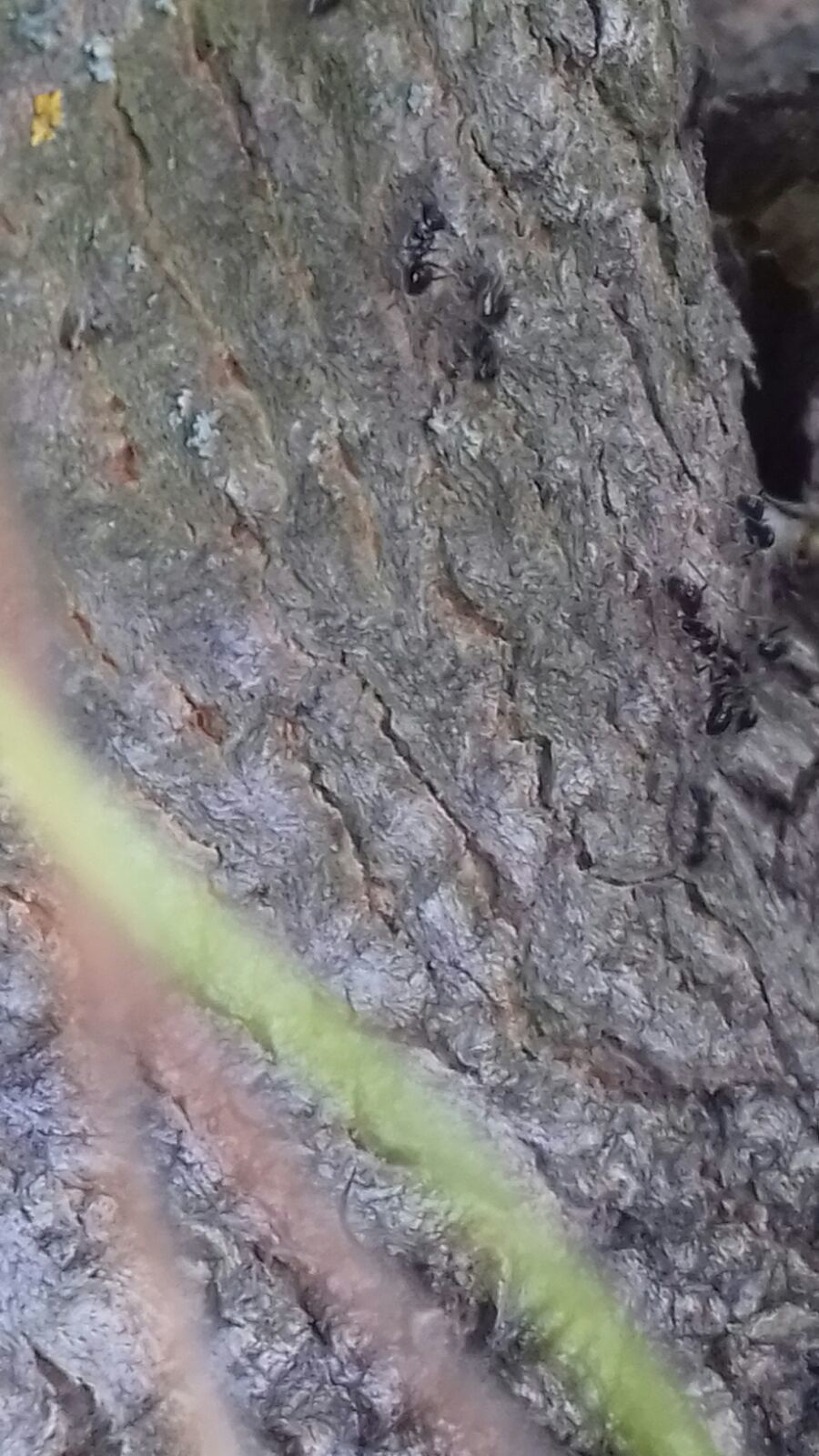 Lasius fuliginosus — image 11