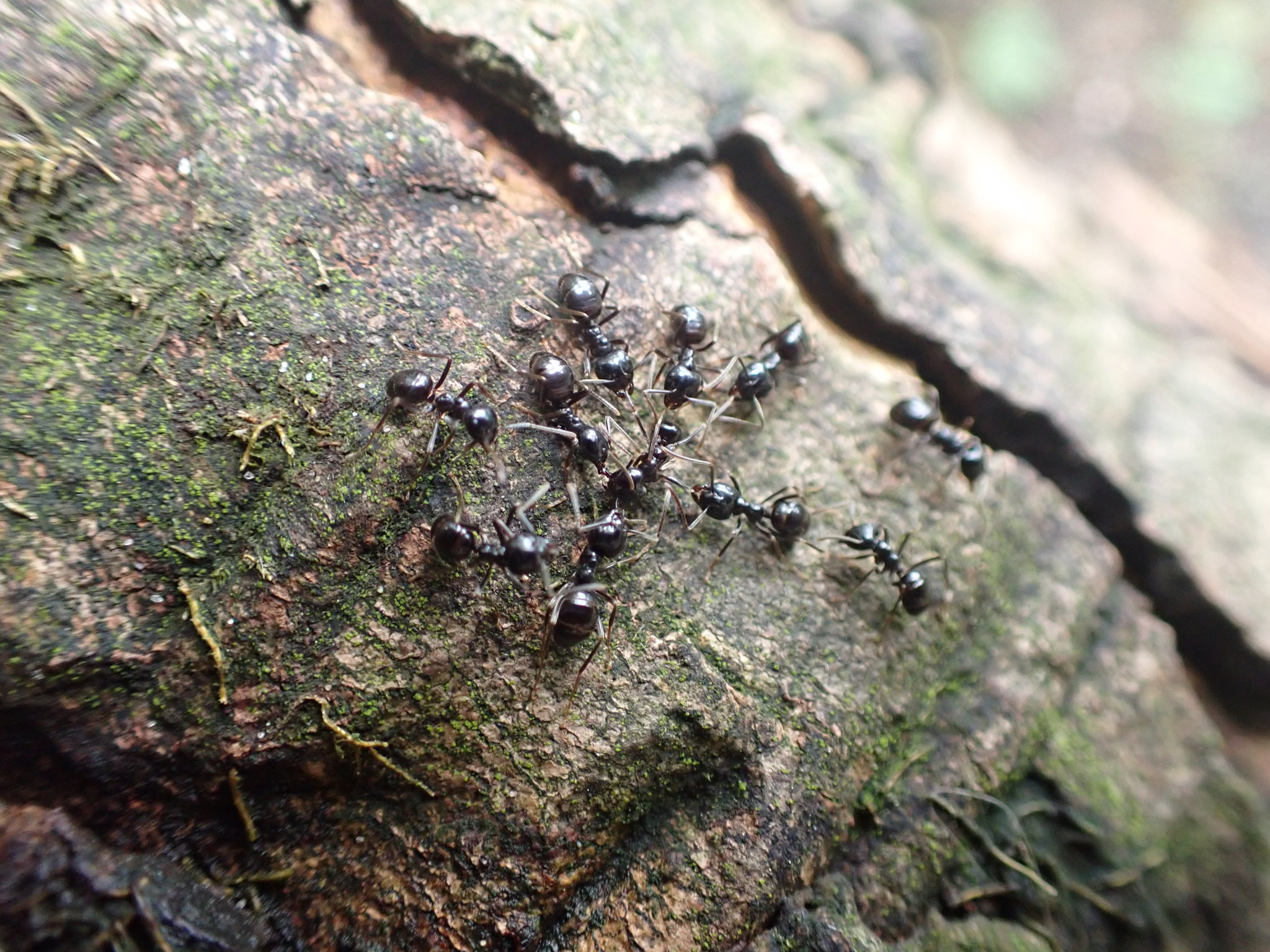 Lasius fuliginosus — image 20
