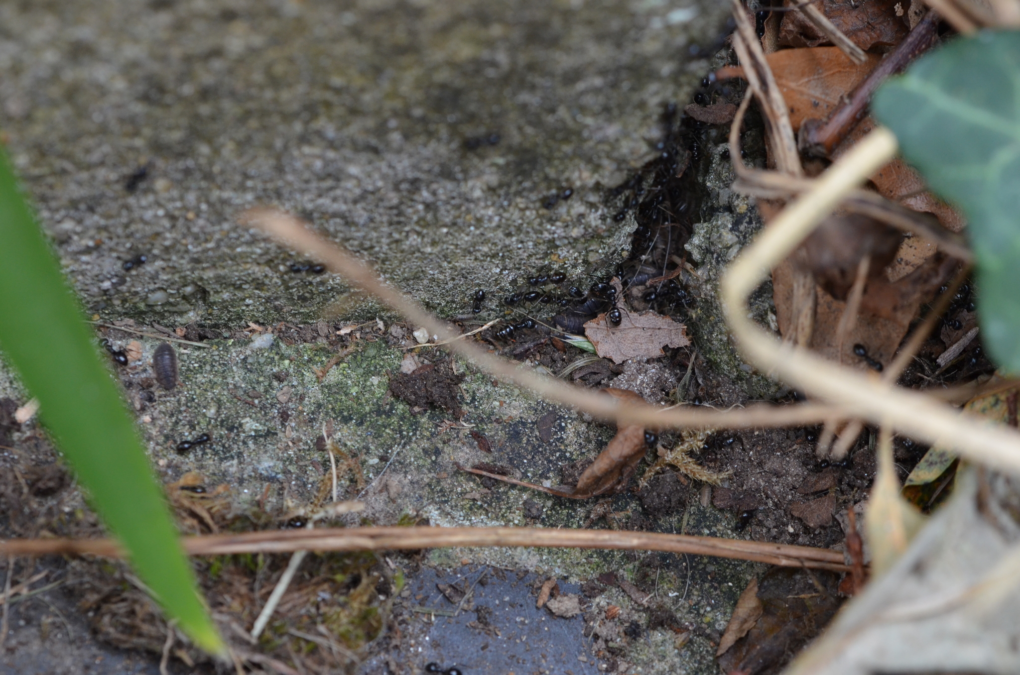 Lasius fuliginosus — image 4