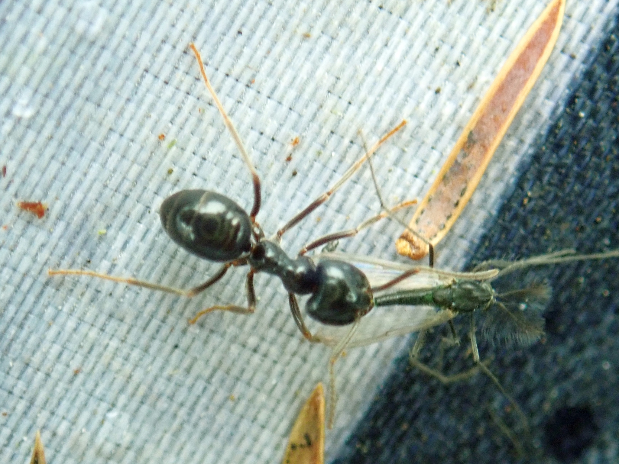 Lasius fuliginosus — image 9