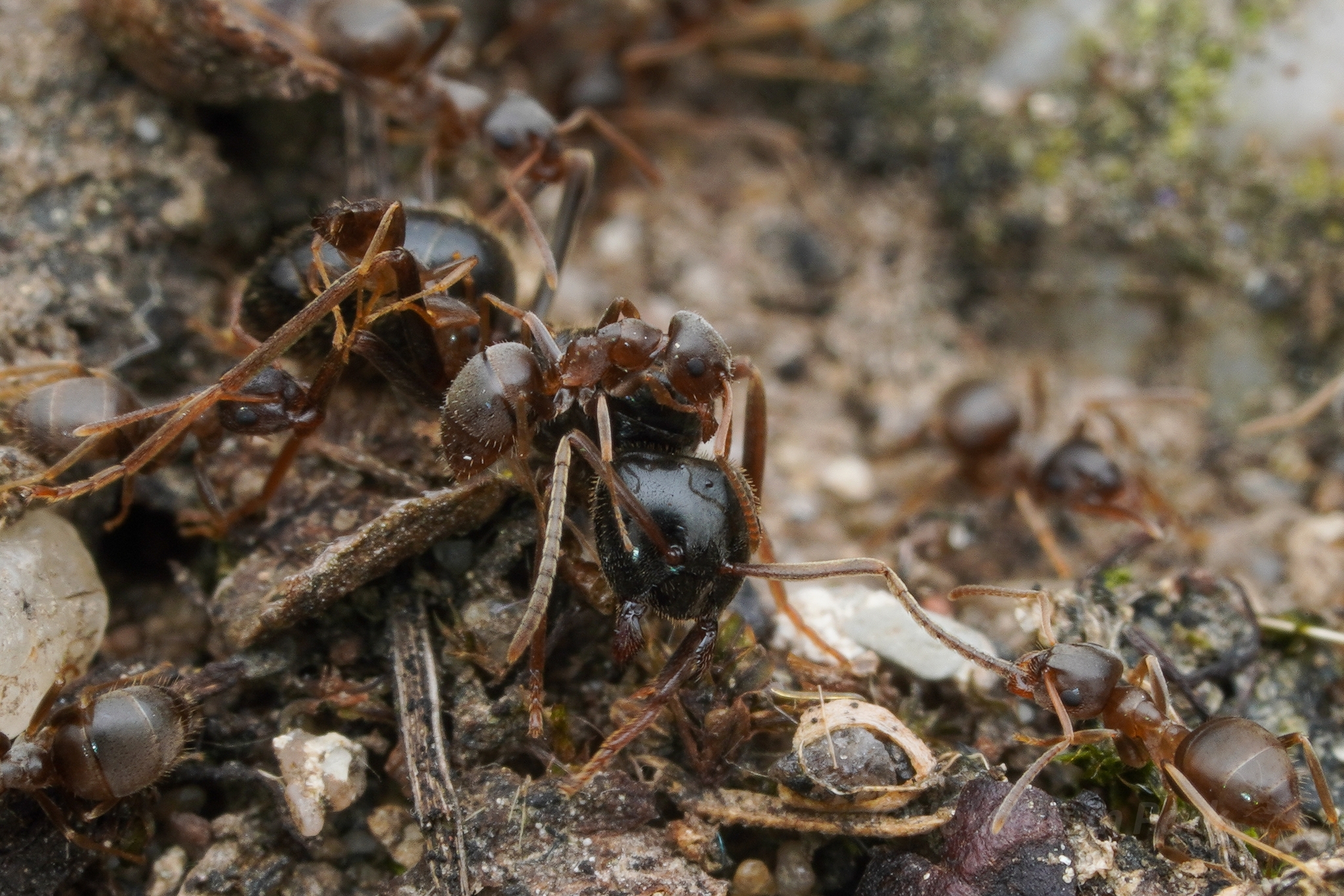 Lasius fuliginosus — image 6