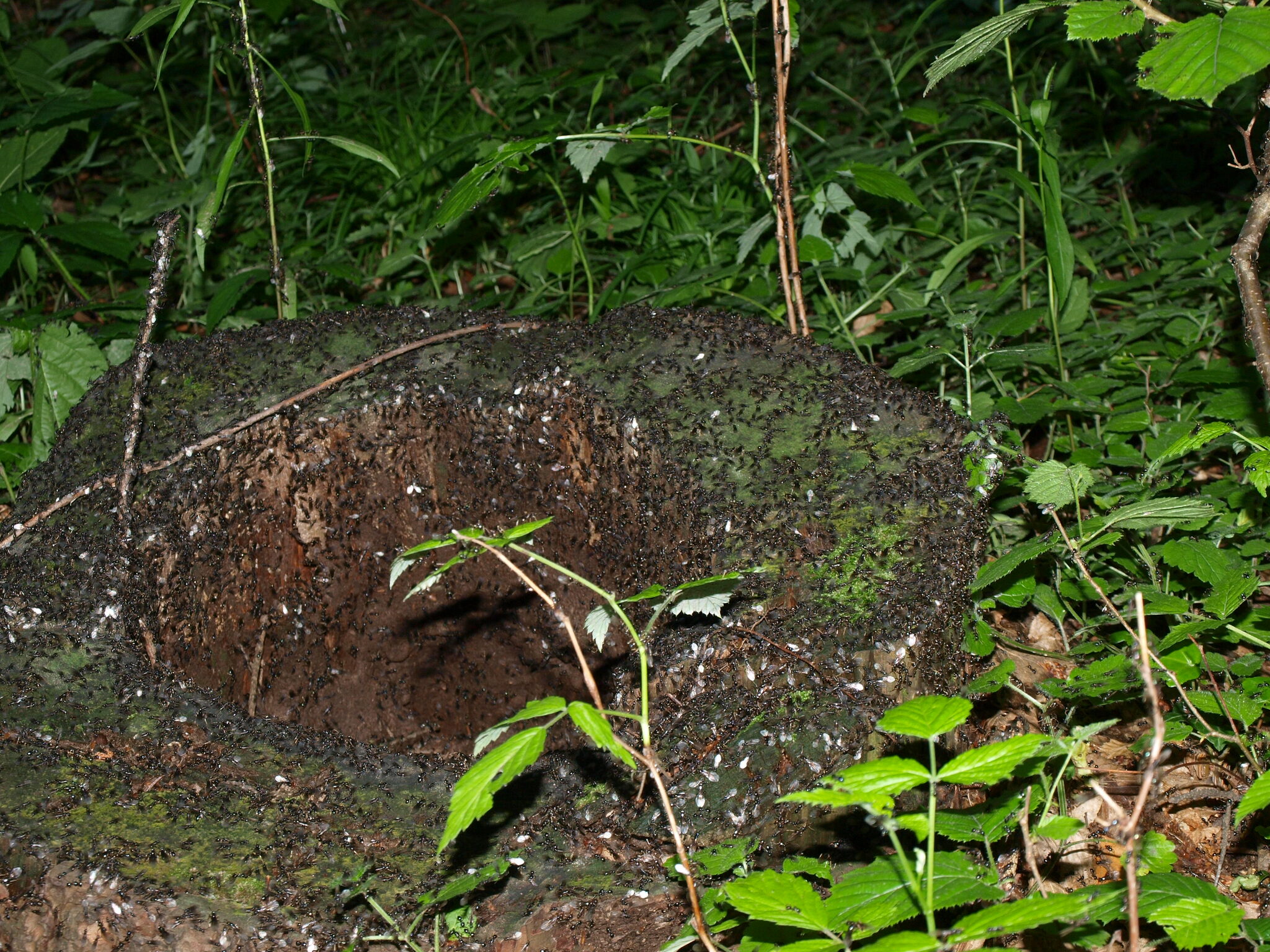 Lasius fuliginosus — image 16