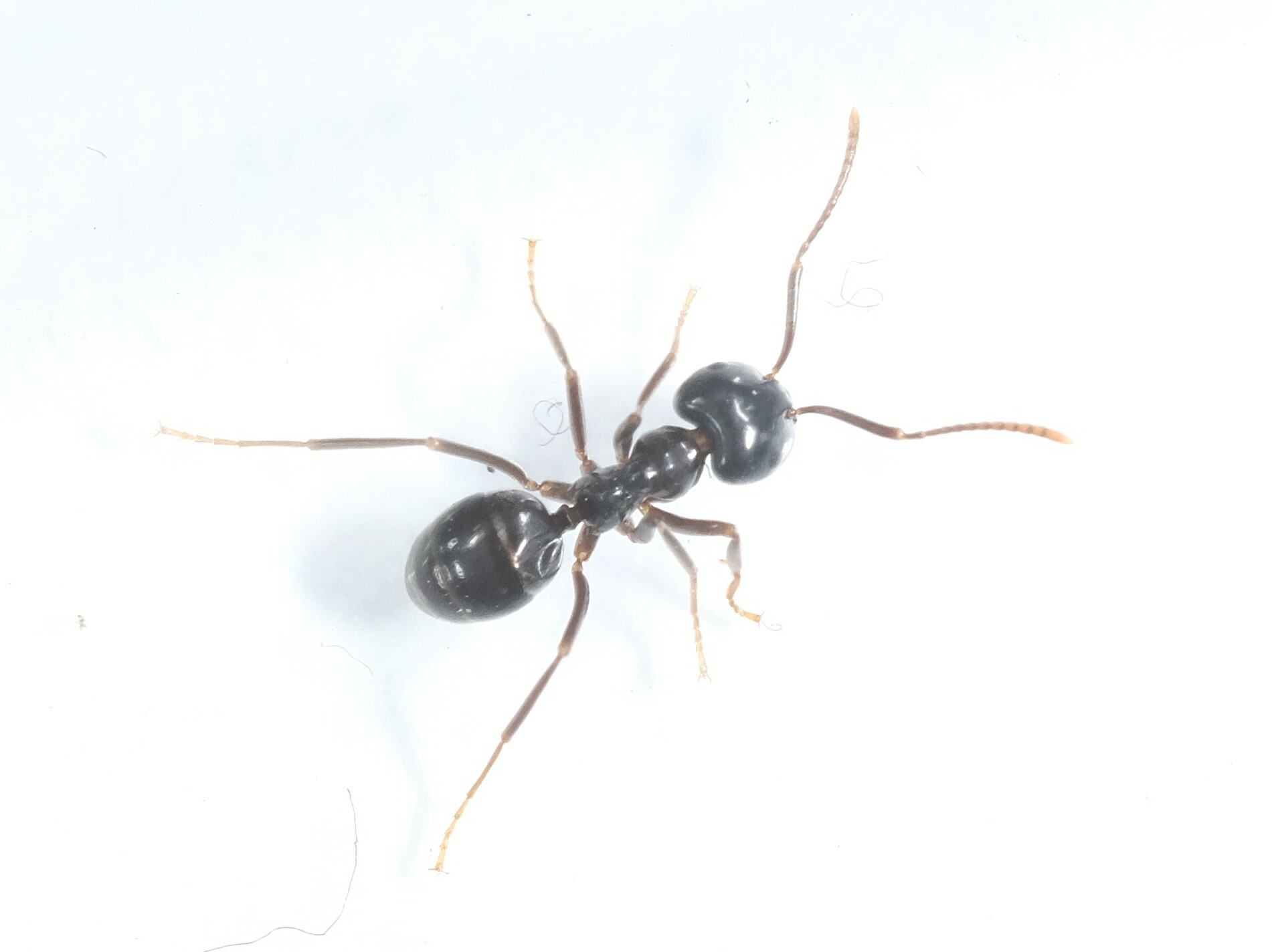 Lasius fuliginosus — image 18