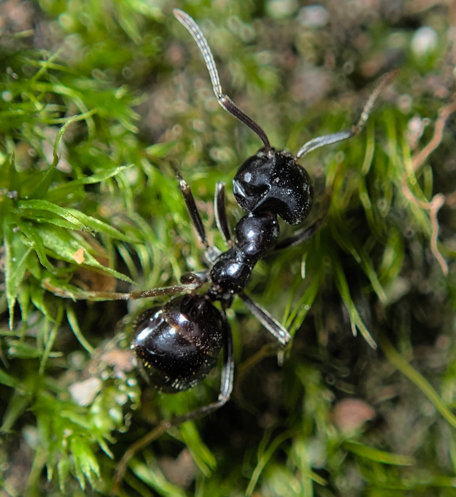 Lasius fuliginosus — image 7