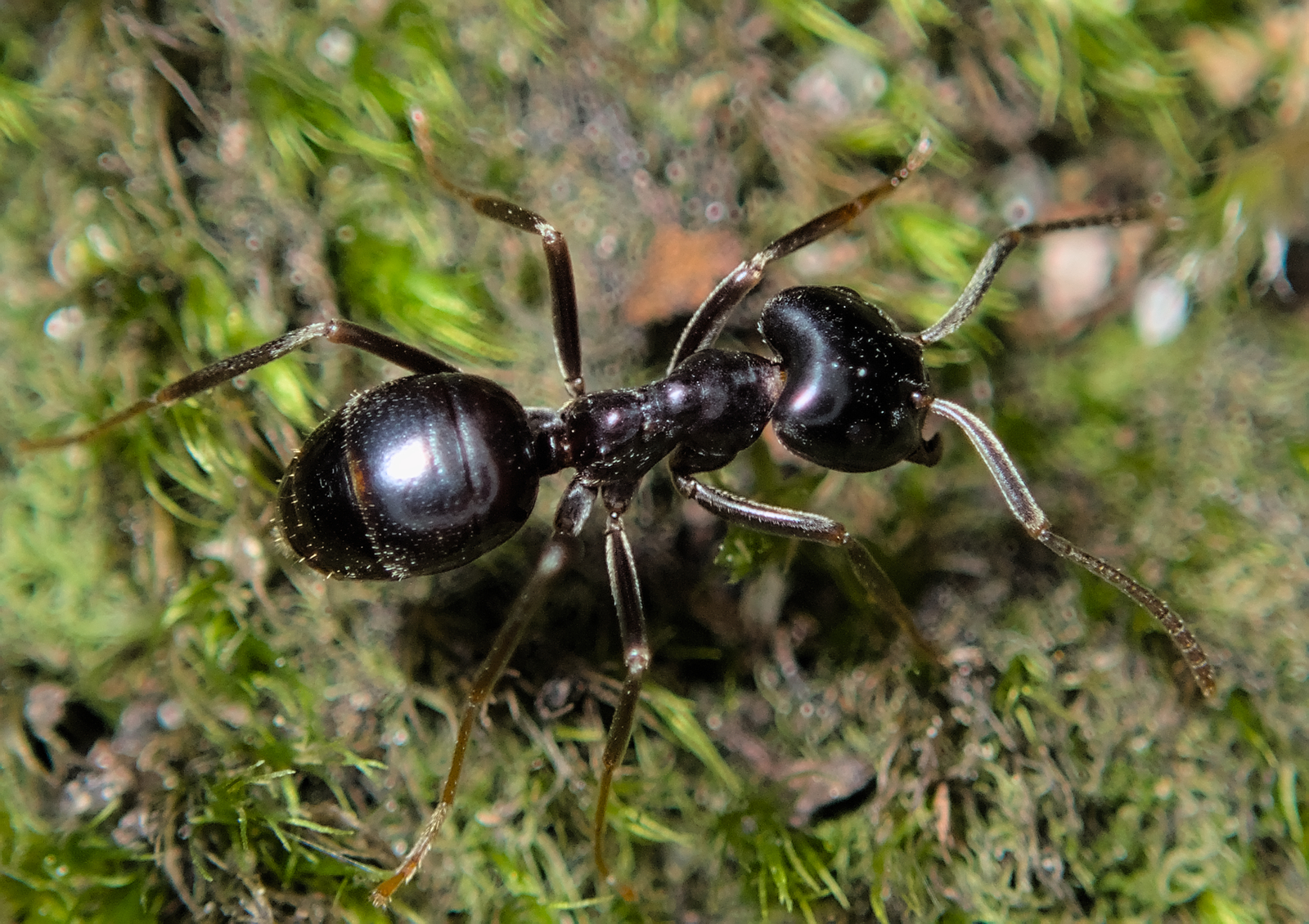 Lasius fuliginosus — image 6