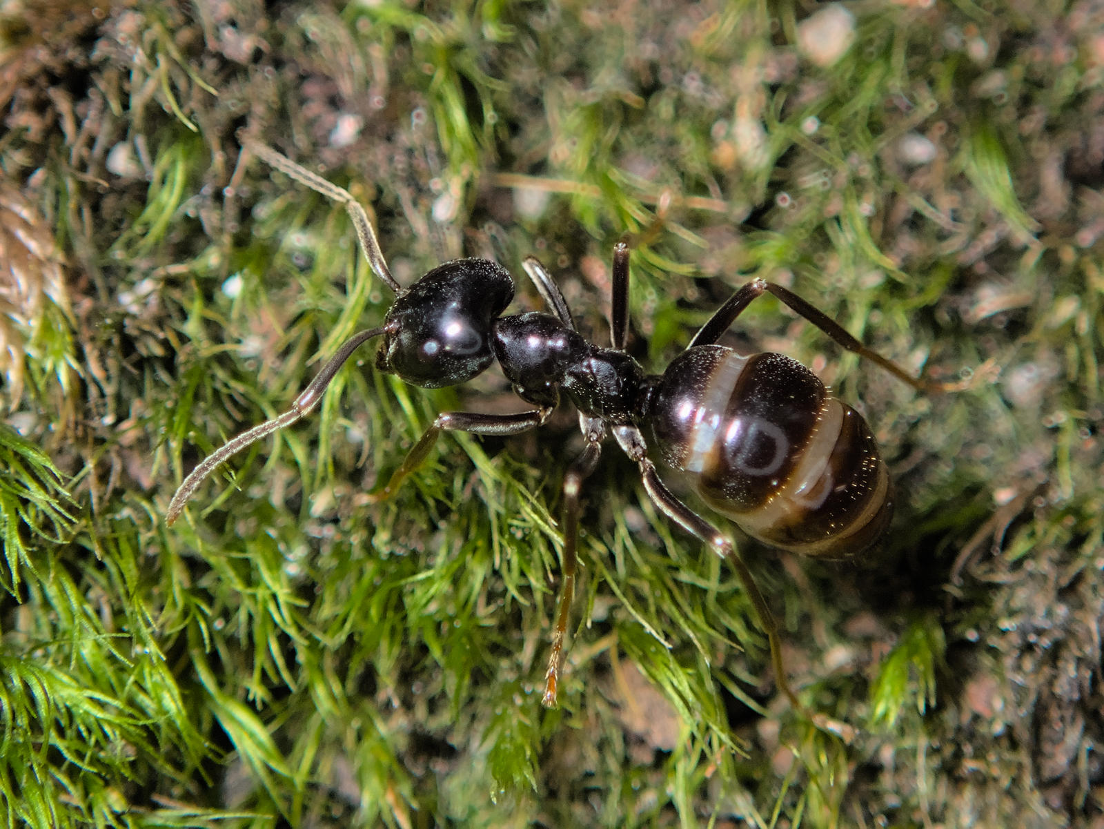 Lasius fuliginosus — image 4