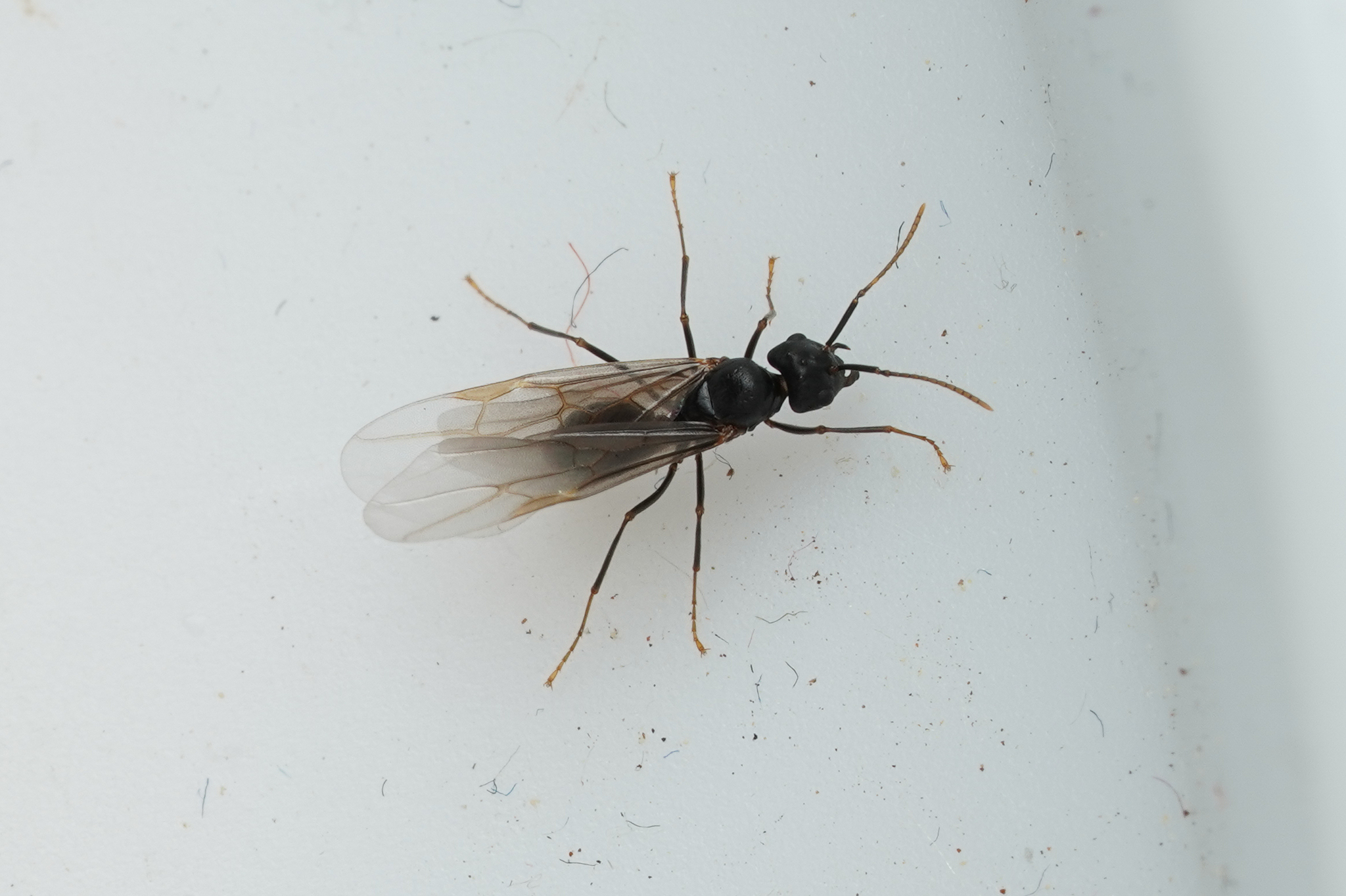 Lasius fuliginosus — image 13