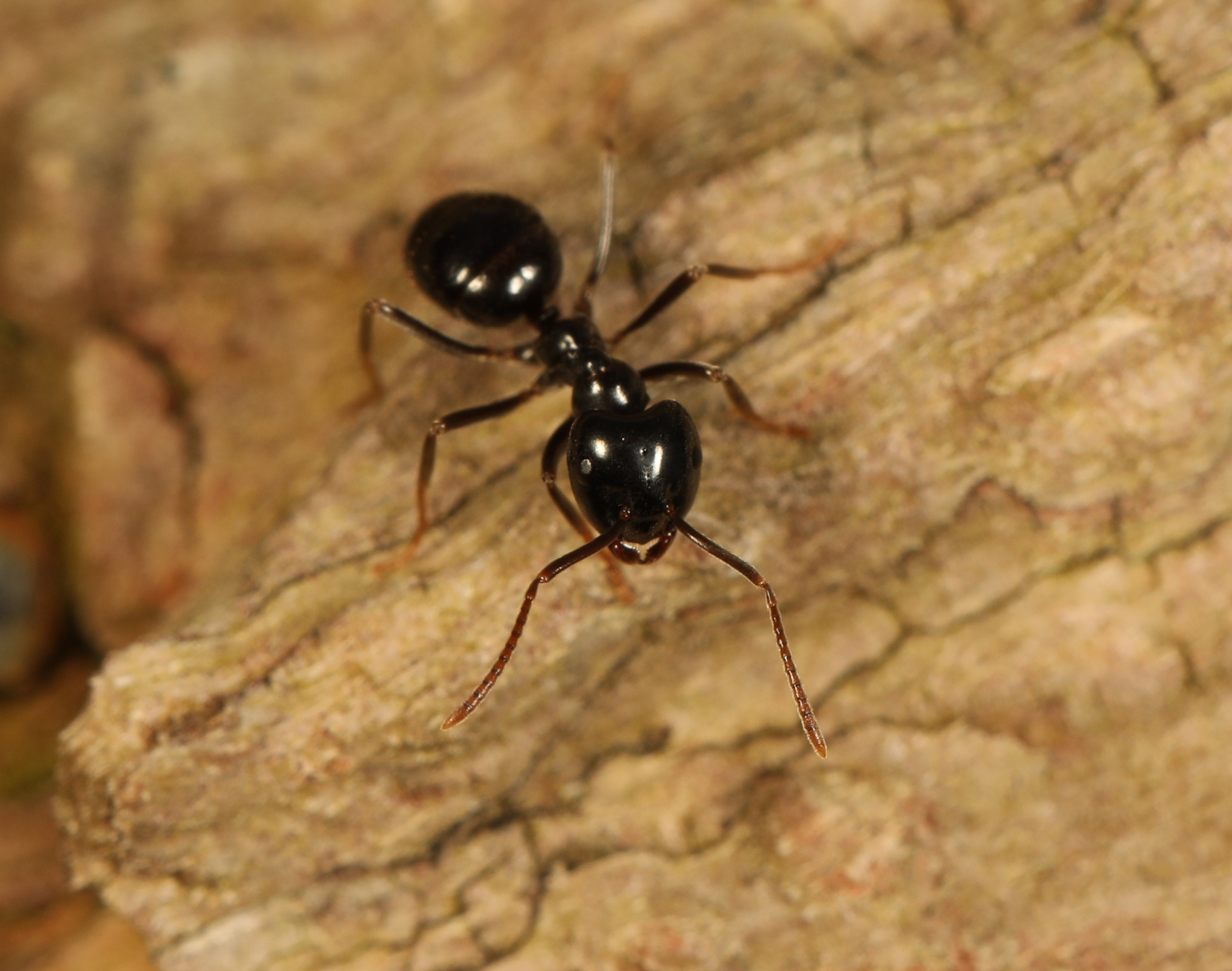 Lasius fuliginosus — image 2