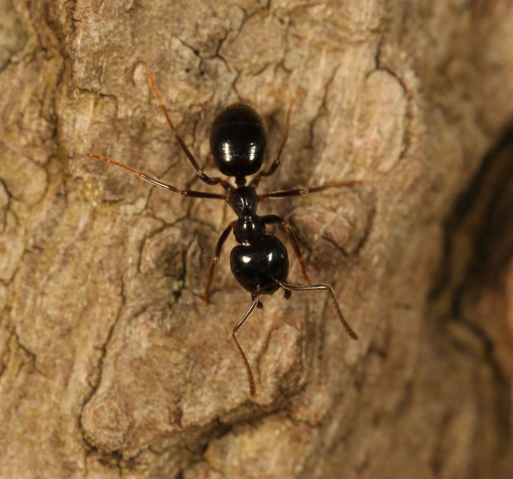 Lasius fuliginosus — image 2