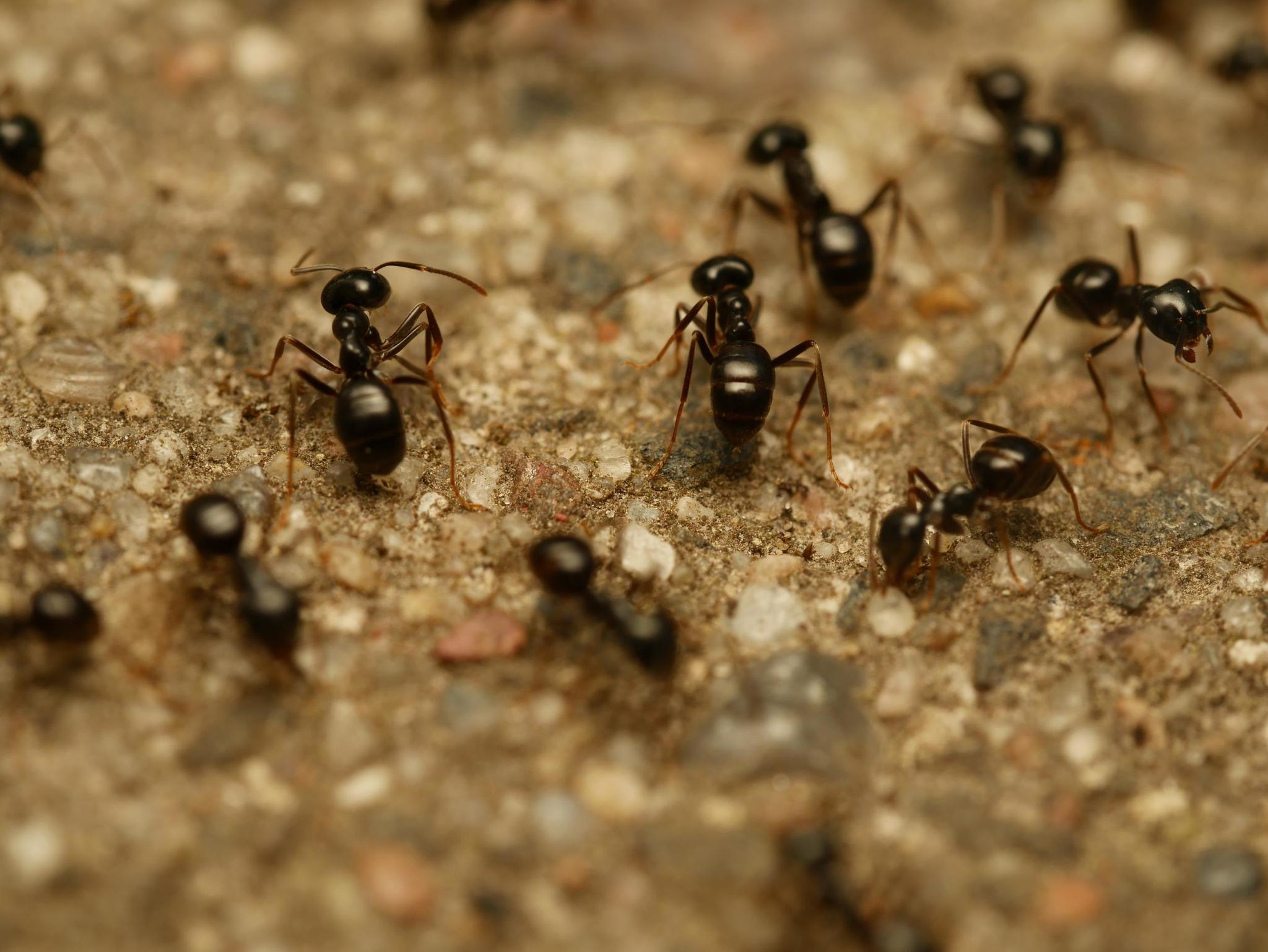 Lasius fuliginosus — image 19