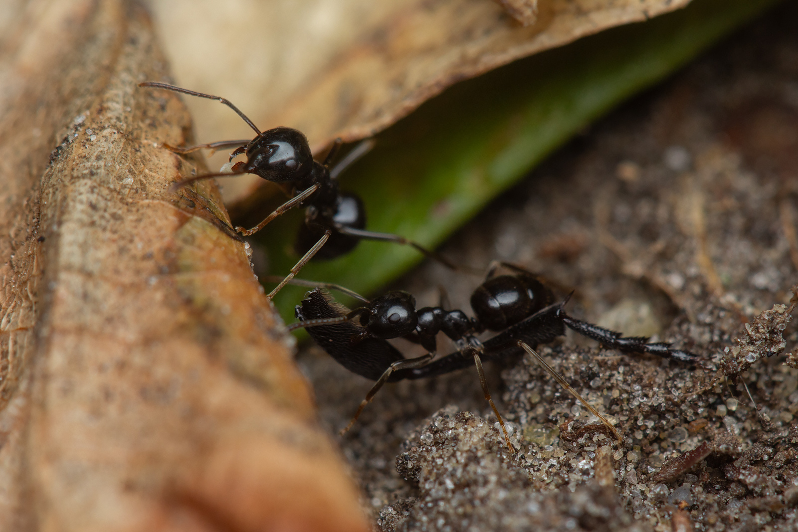 Lasius fuliginosus — image 9