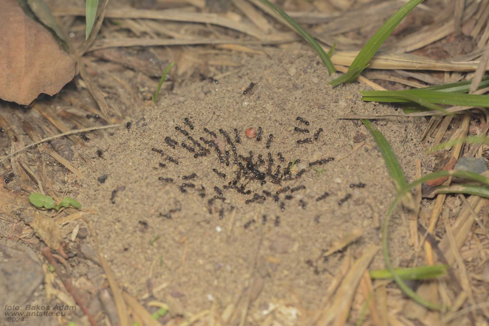 Lasius fuliginosus — image 12
