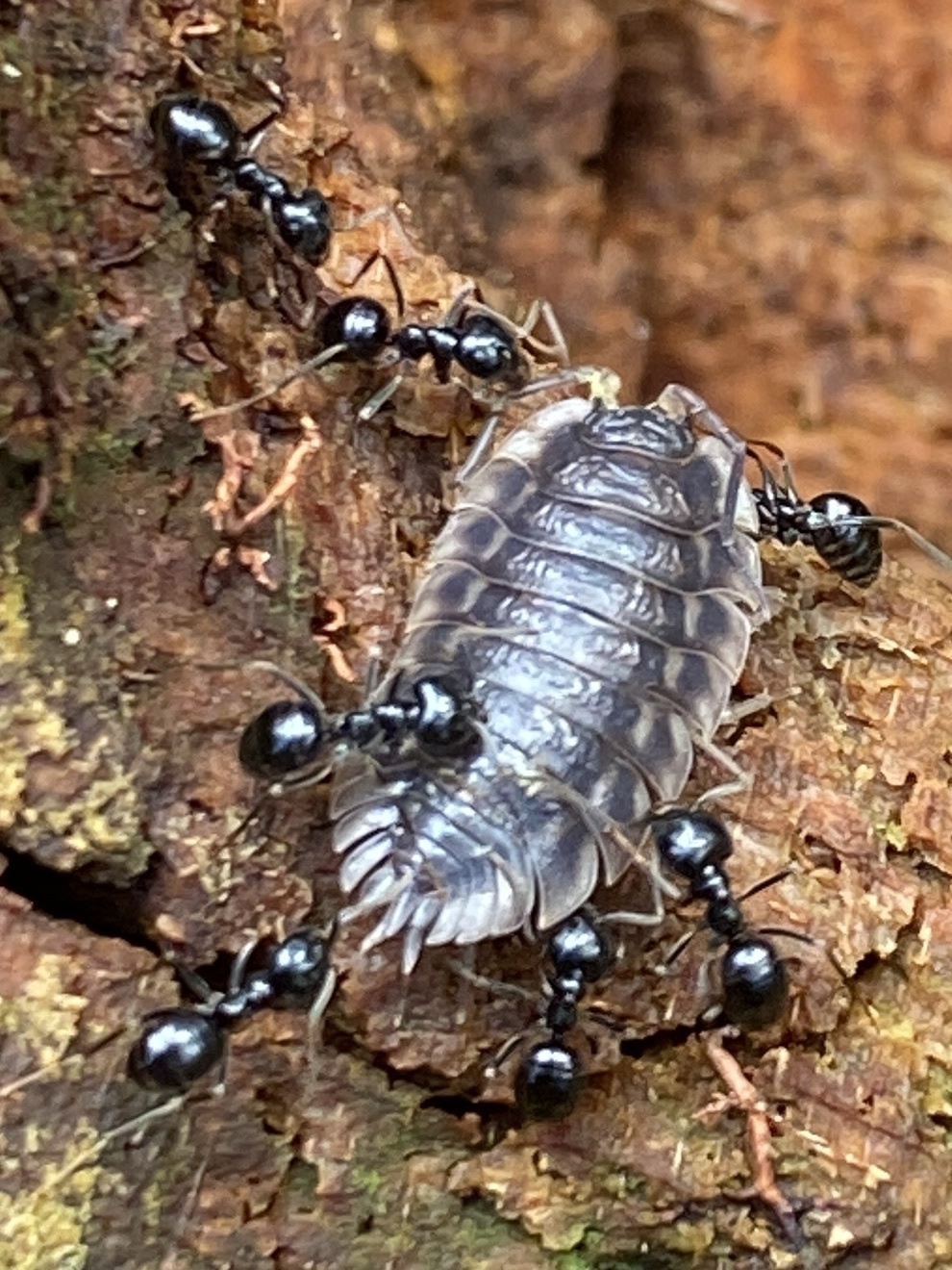 Lasius fuliginosus — image 15