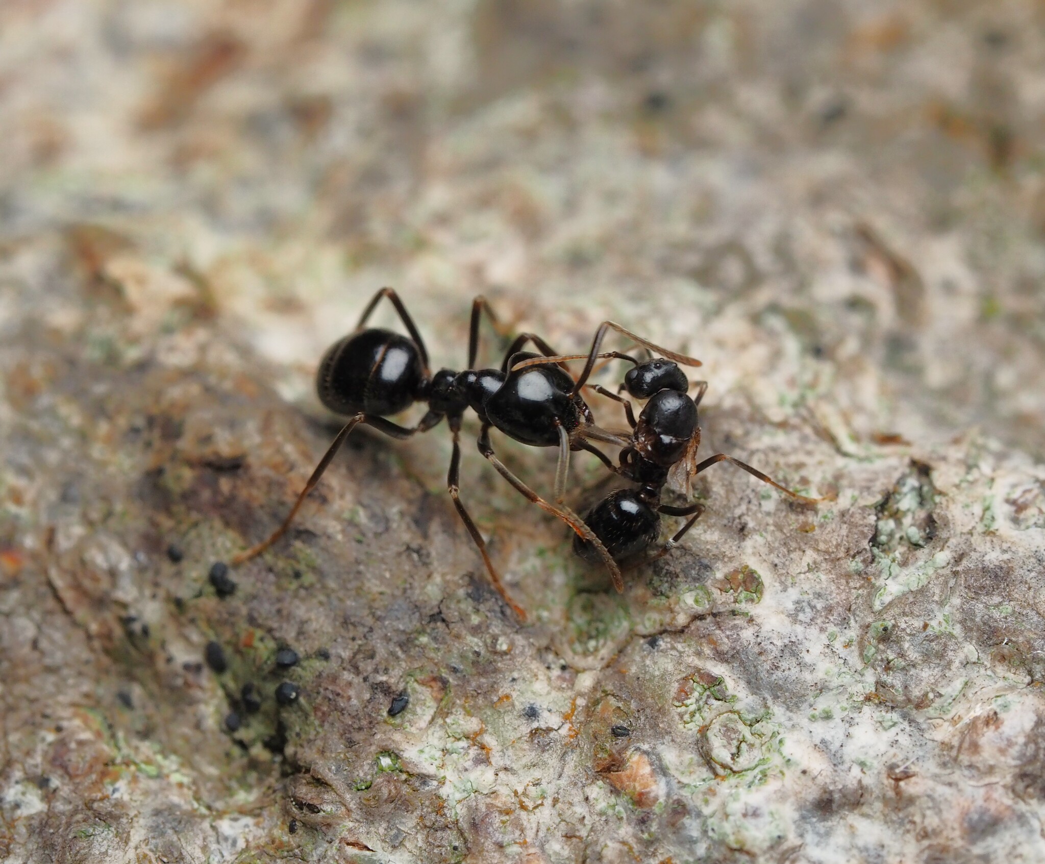 Lasius fuliginosus — image 17