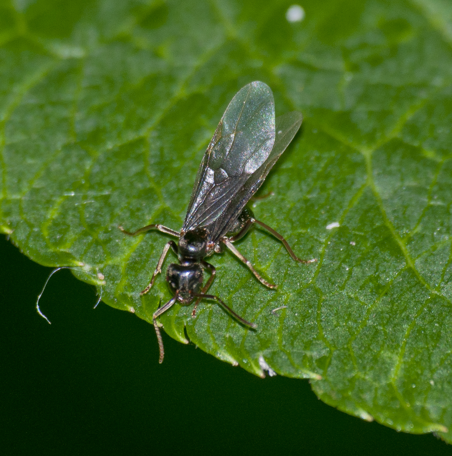 Lasius fuliginosus — image 14