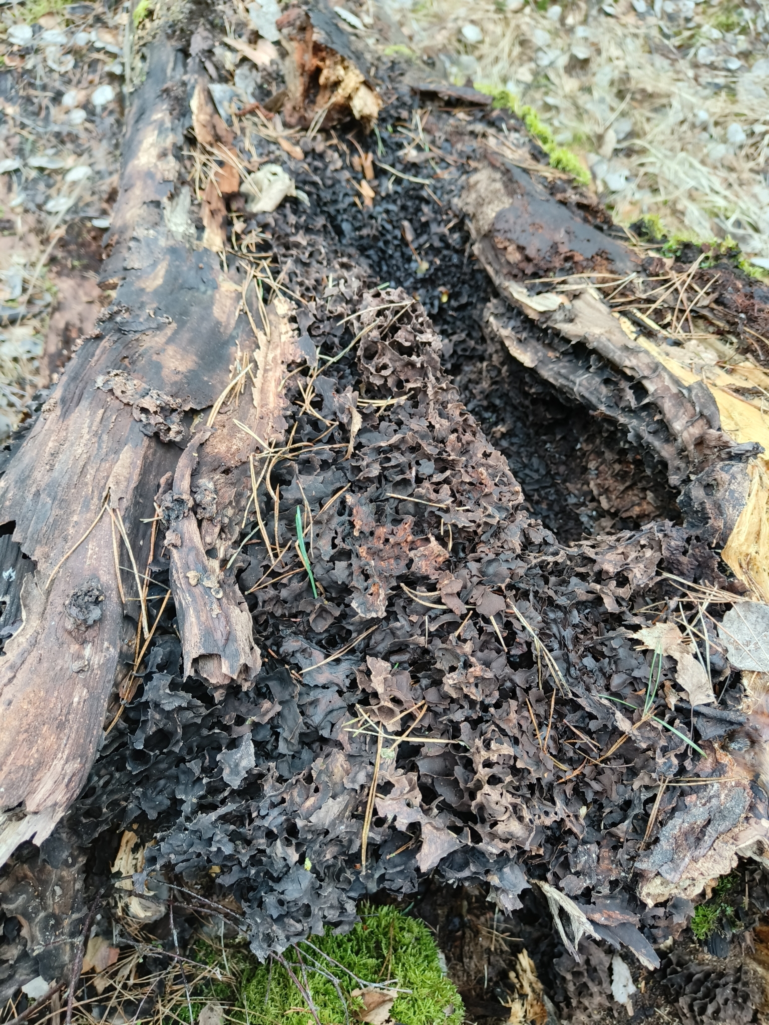Lasius fuliginosus — image 7