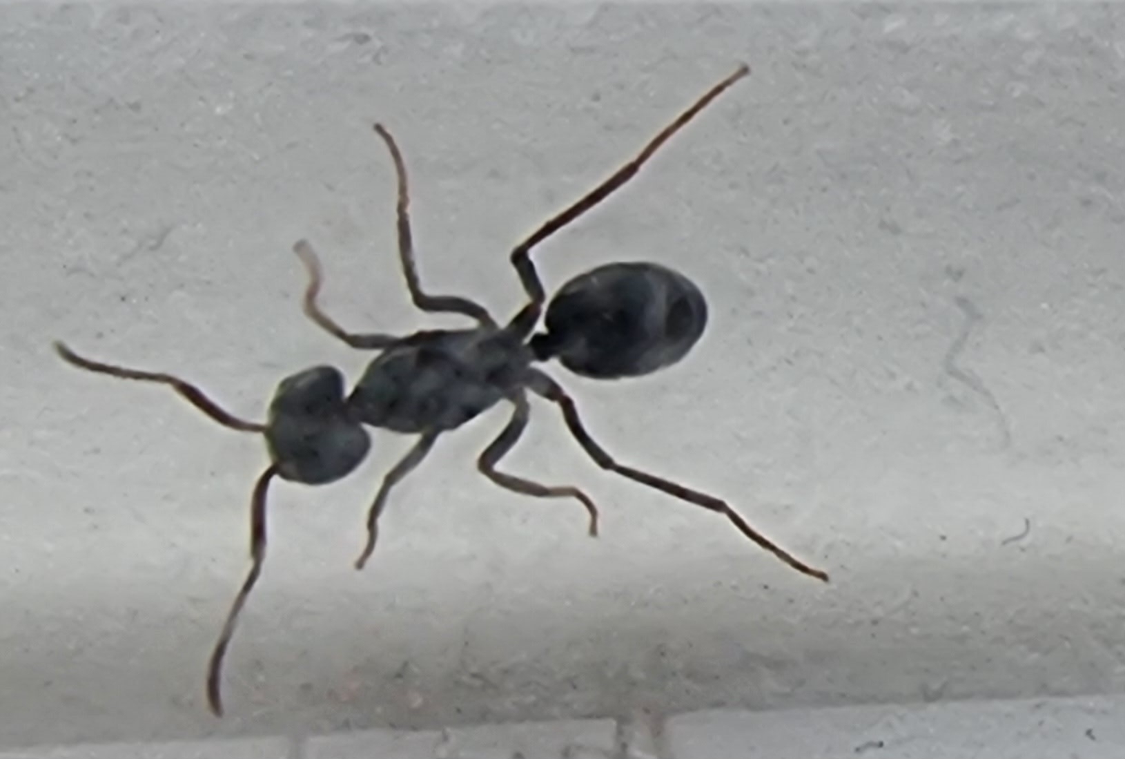 Lasius fuliginosus — image 3