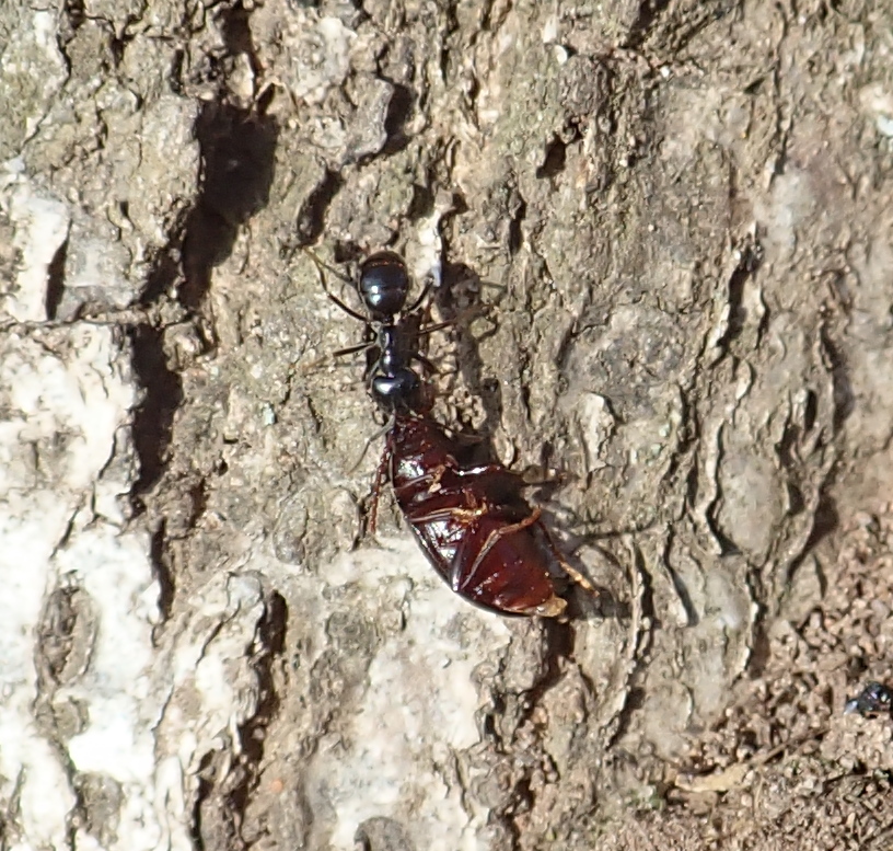 Lasius fuliginosus — image 12