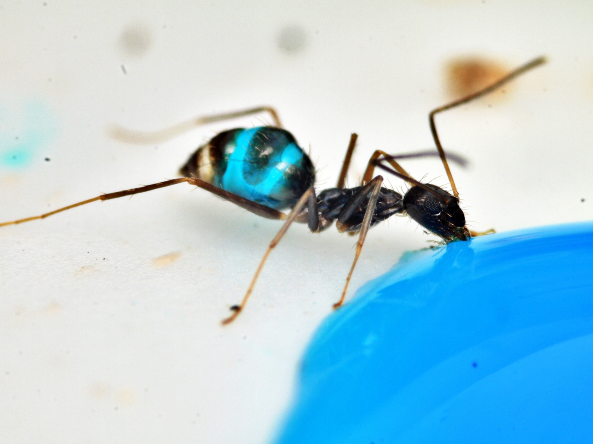 Paratrechina longicornis — image 10