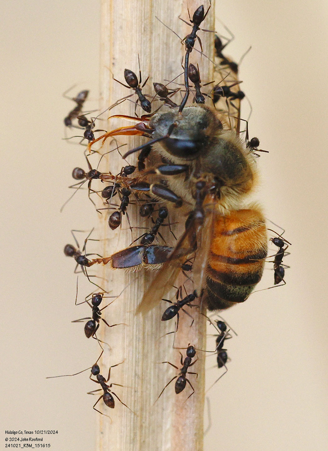 Paratrechina longicornis — image 17