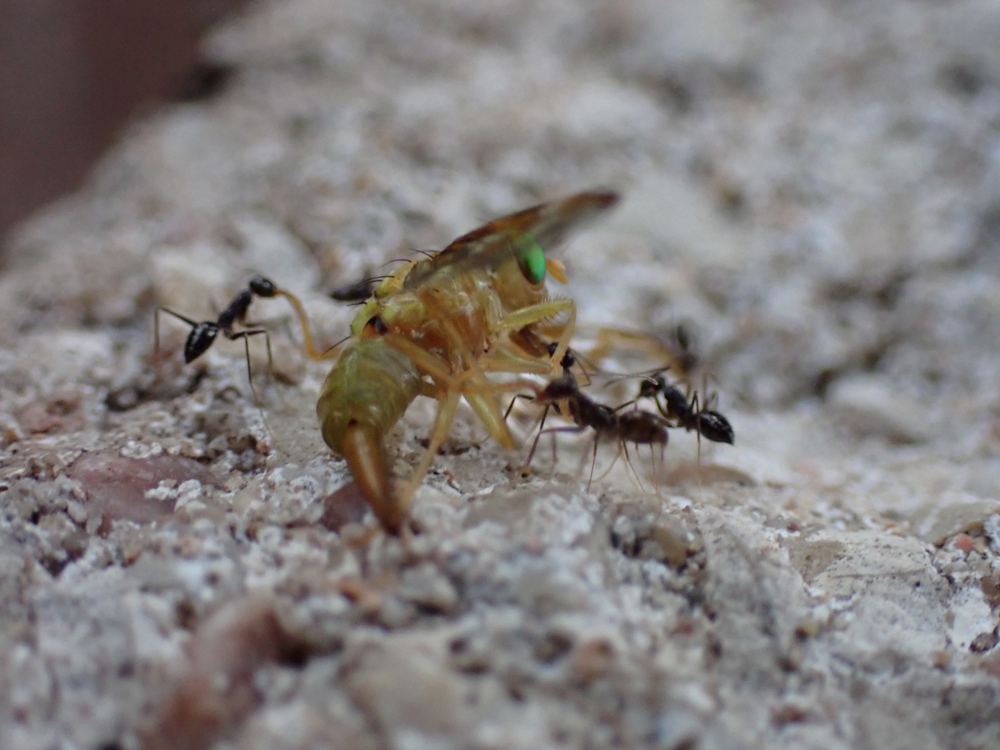 Paratrechina longicornis — image 16