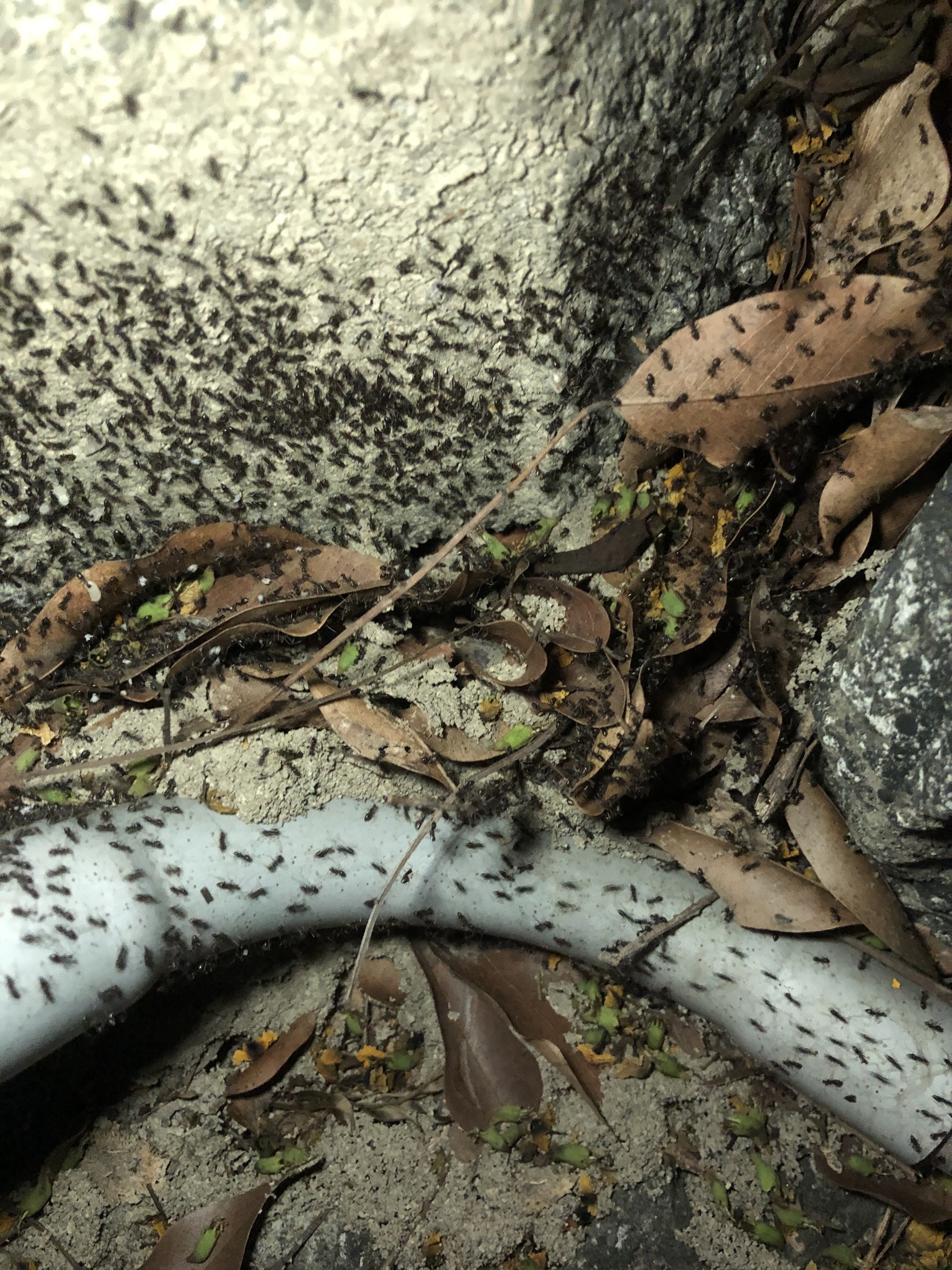 Paratrechina longicornis — image 14