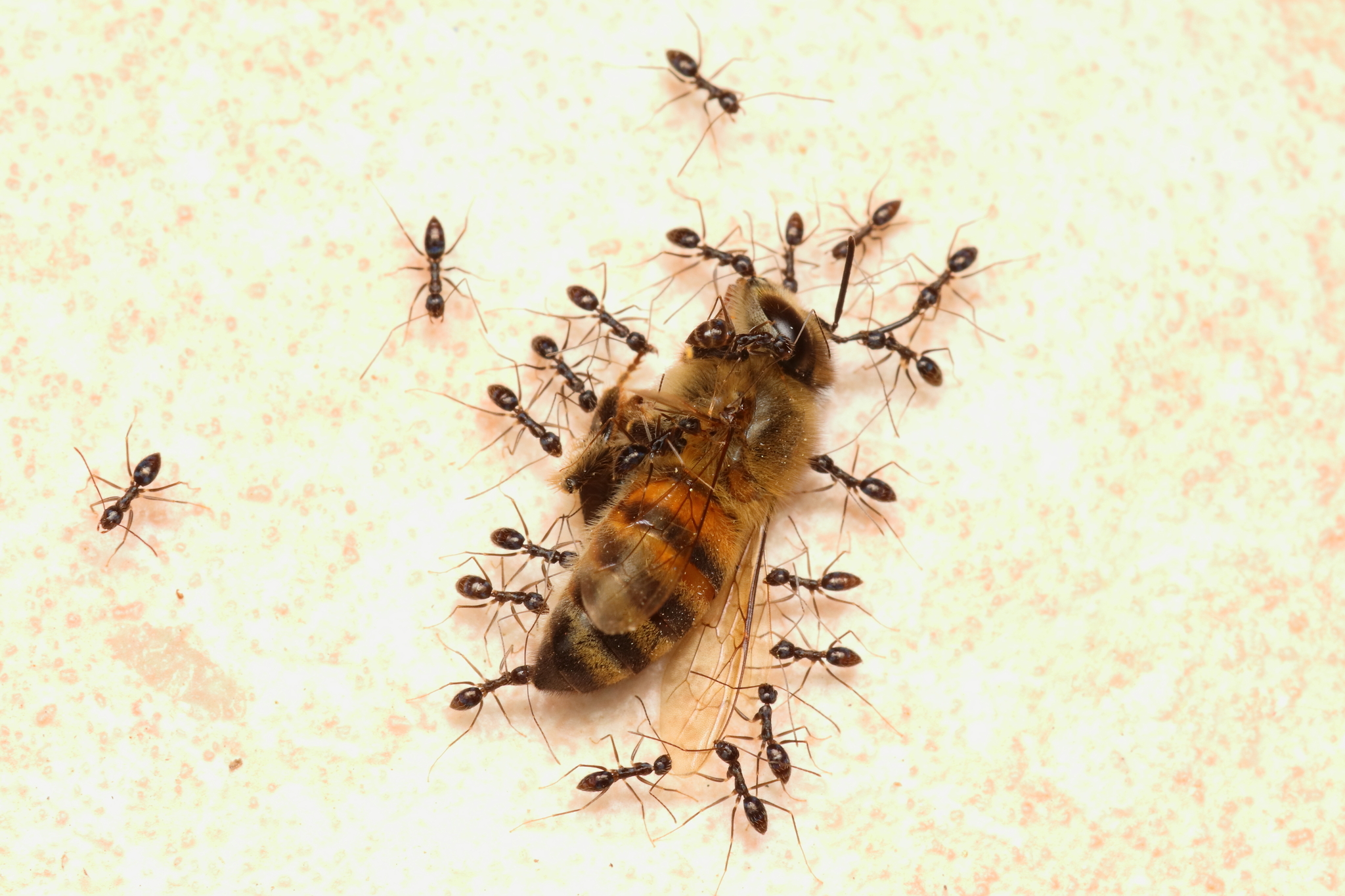 Paratrechina longicornis — image 19