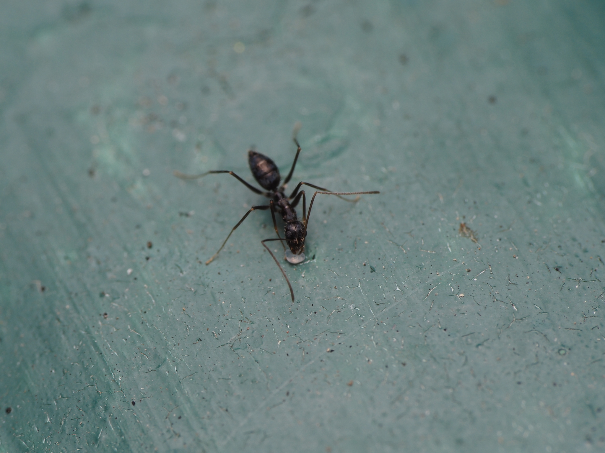 Paratrechina longicornis — image 6