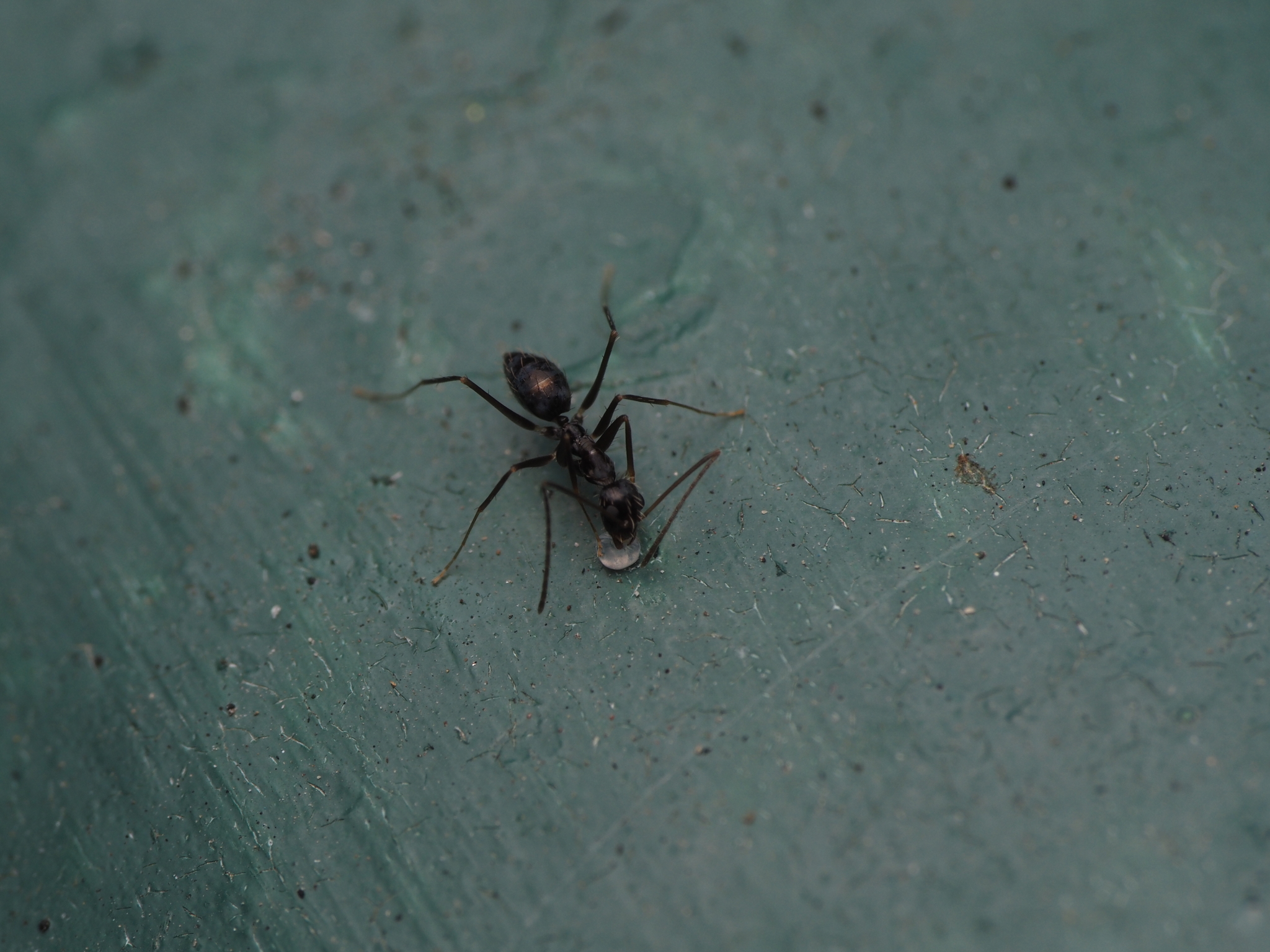 Paratrechina longicornis — image 5