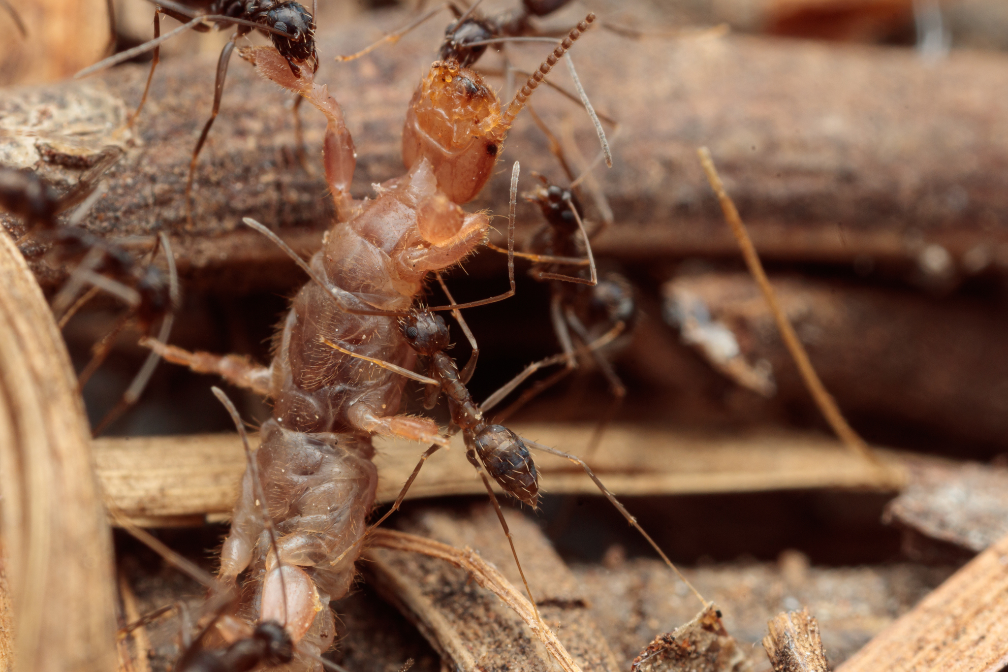 Paratrechina longicornis — image 8