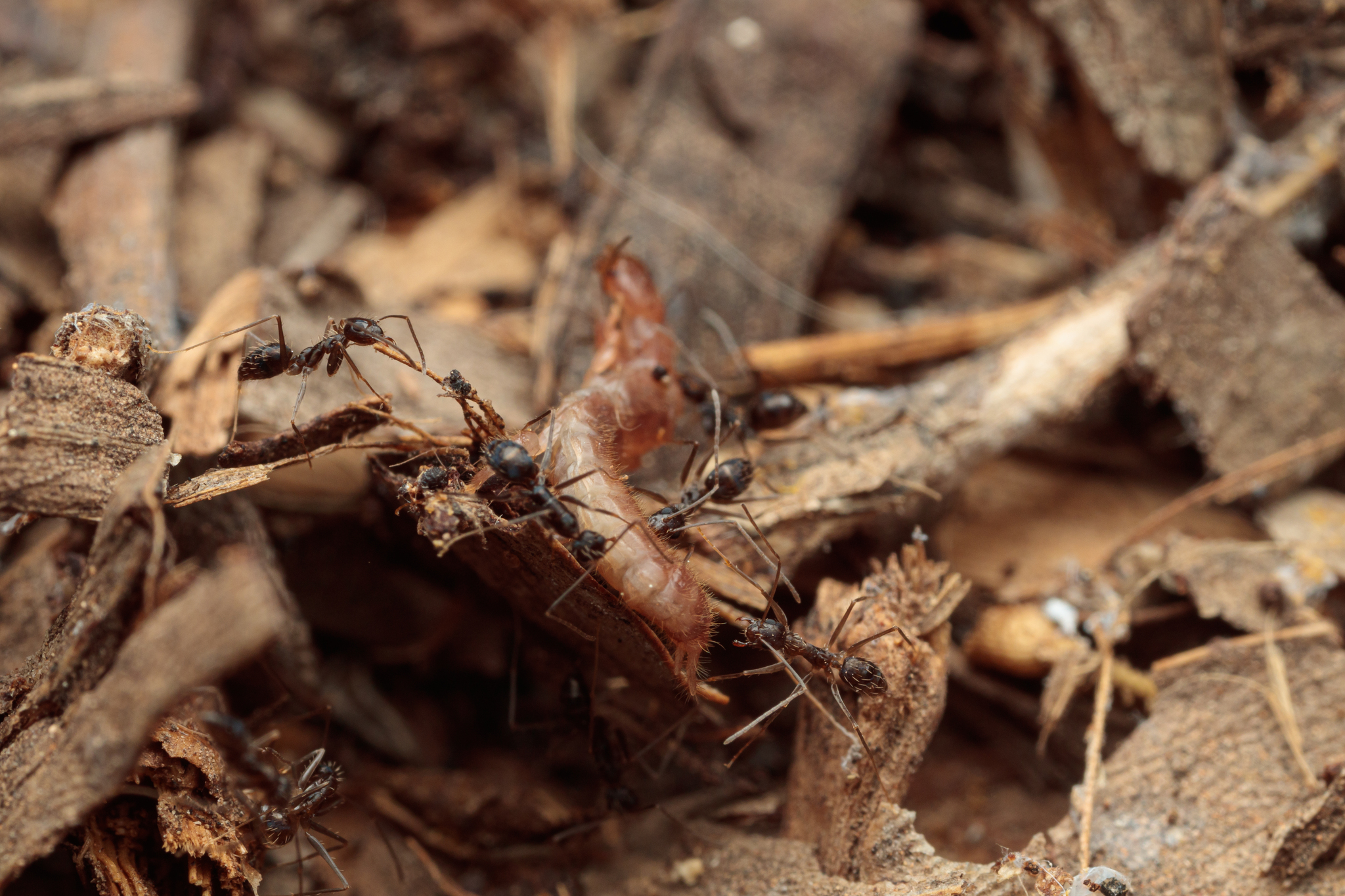 Paratrechina longicornis — image 3