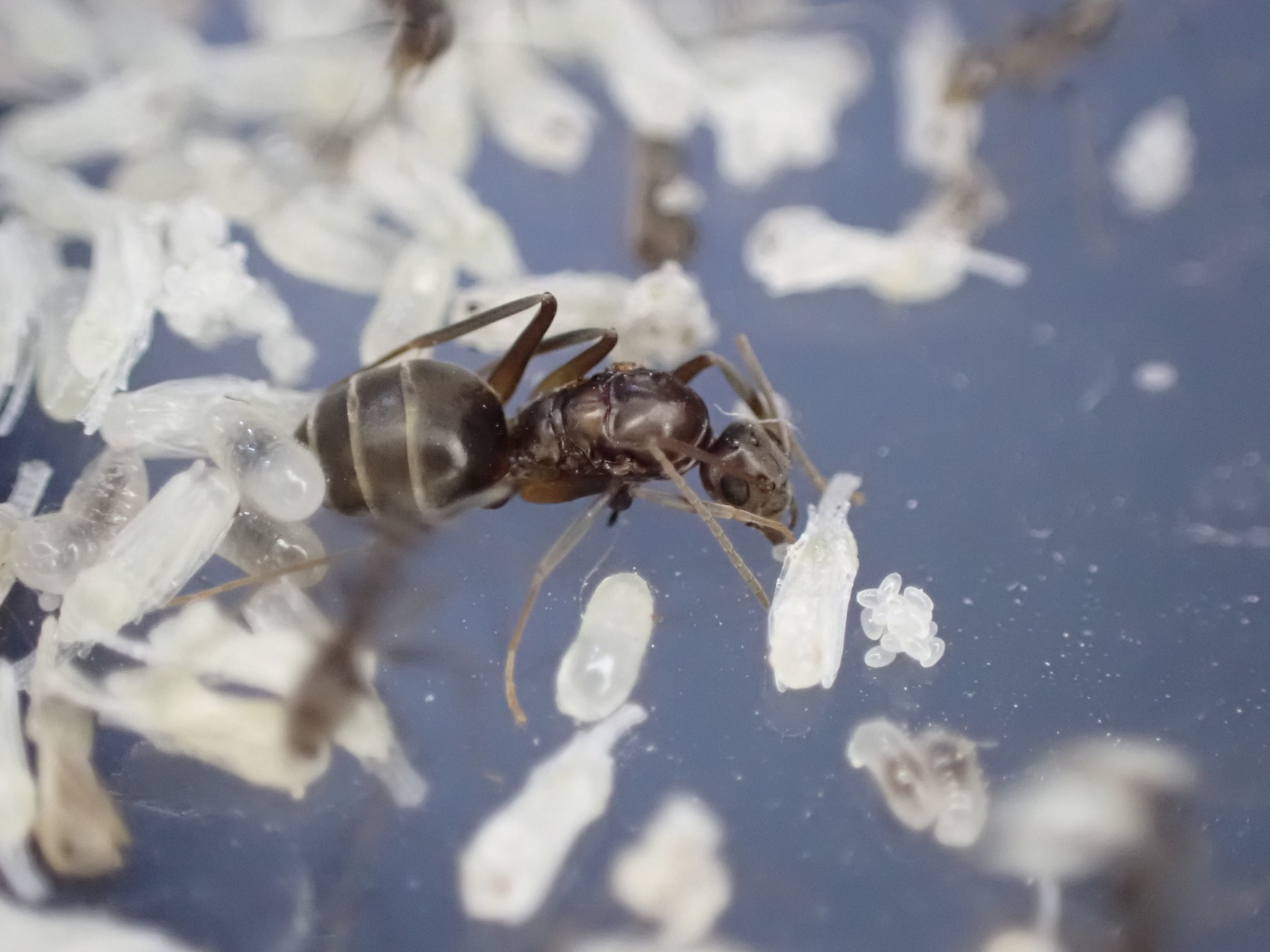 Paratrechina longicornis — image 4