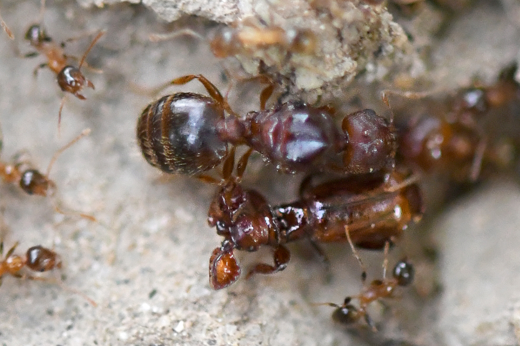 Pheidole megacephala — image 5