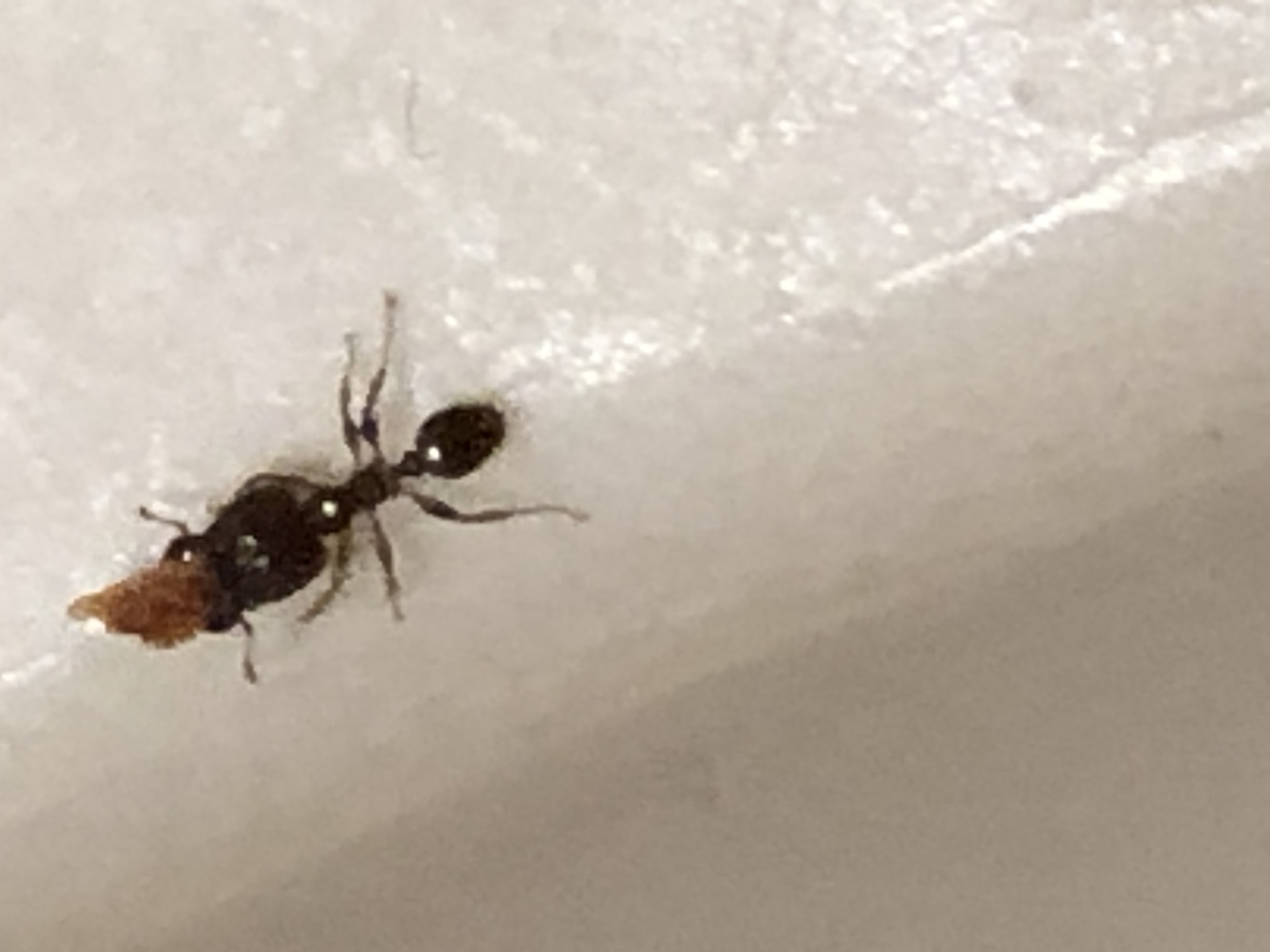 Pheidole megacephala — image 10