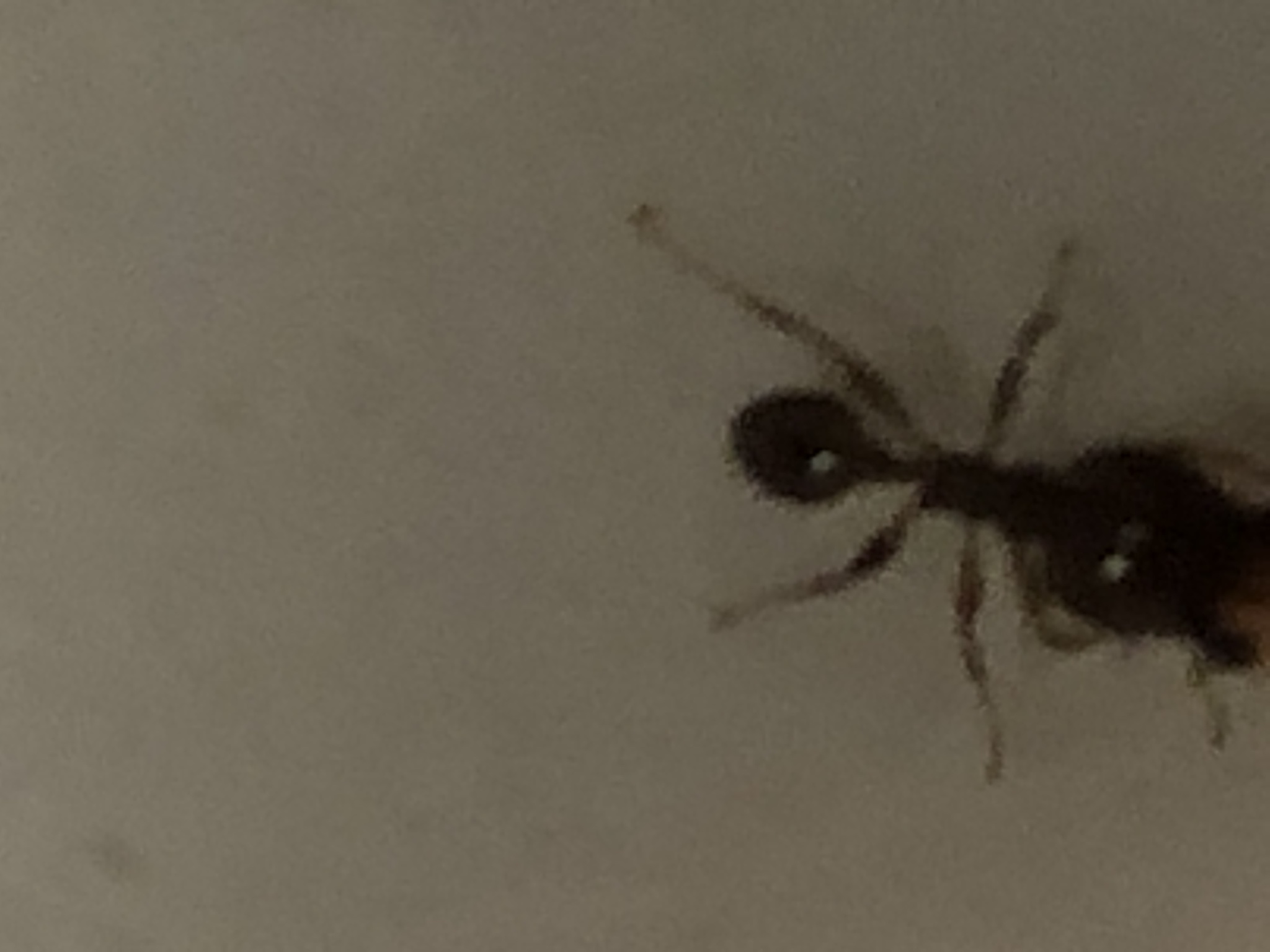 Pheidole megacephala — image 16