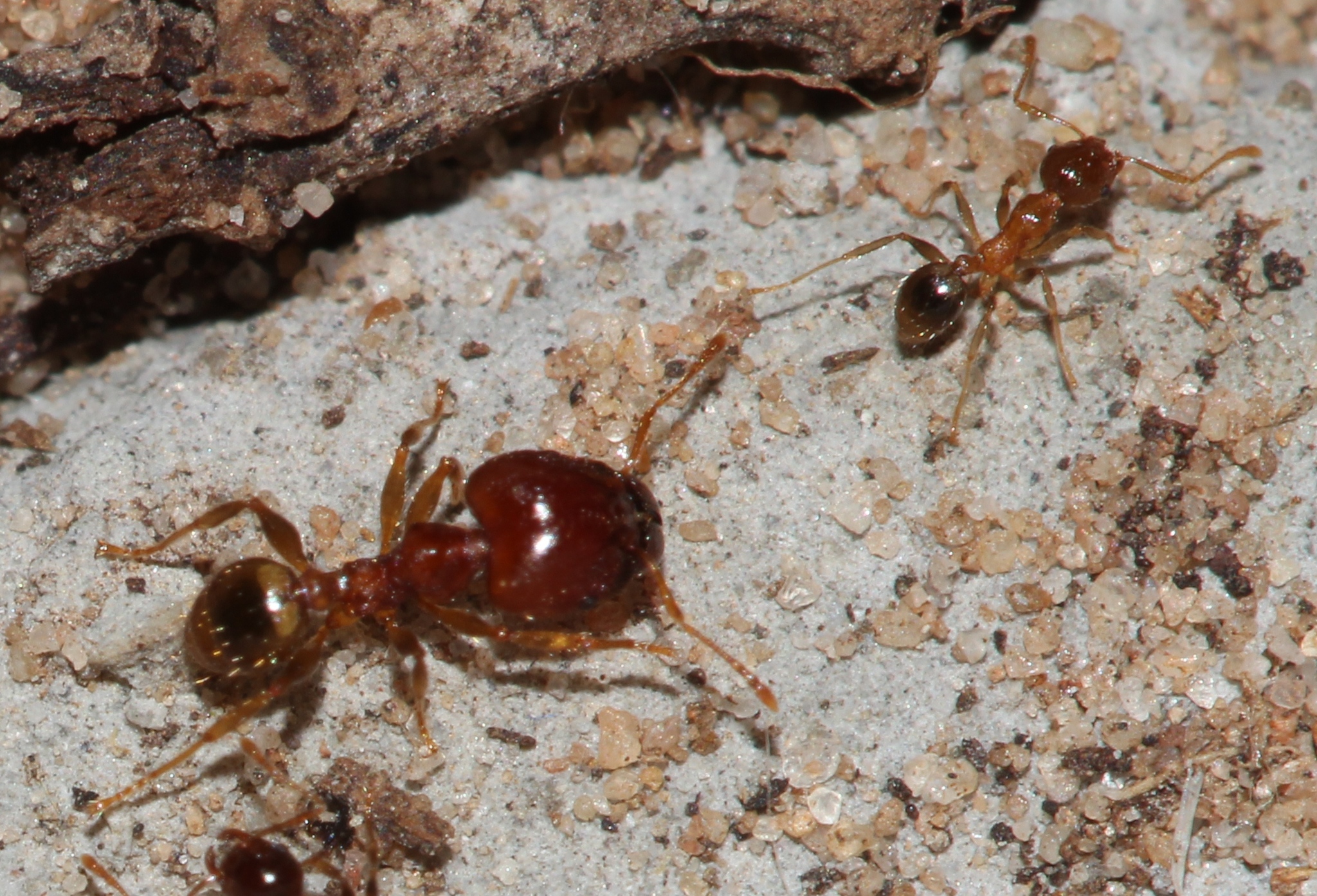Pheidole megacephala — image 6