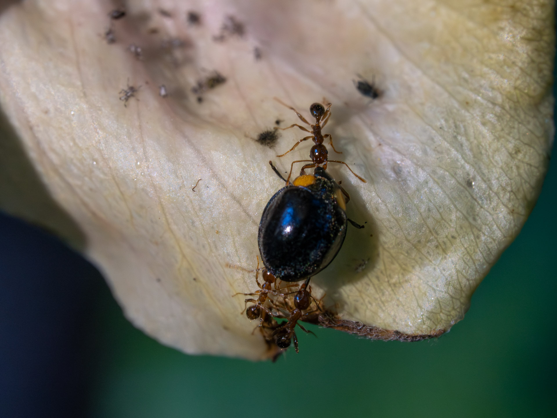 Pheidole megacephala — image 18