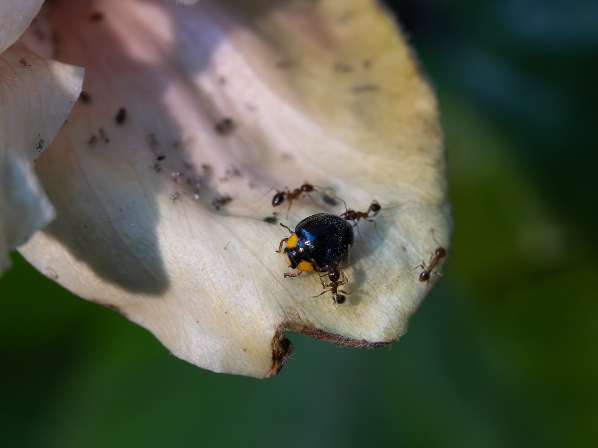 Pheidole megacephala — image 12