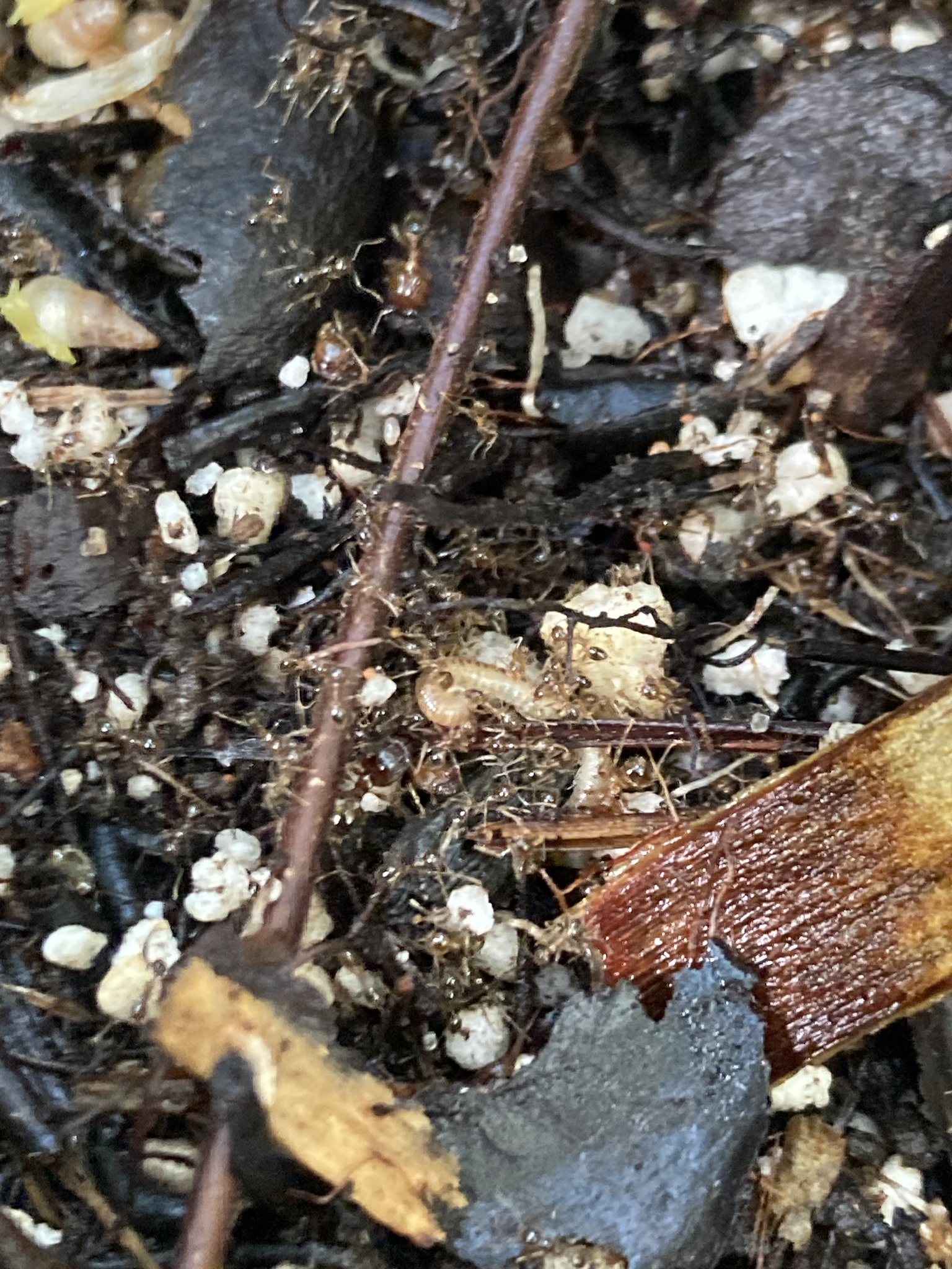 Pheidole megacephala — image 3