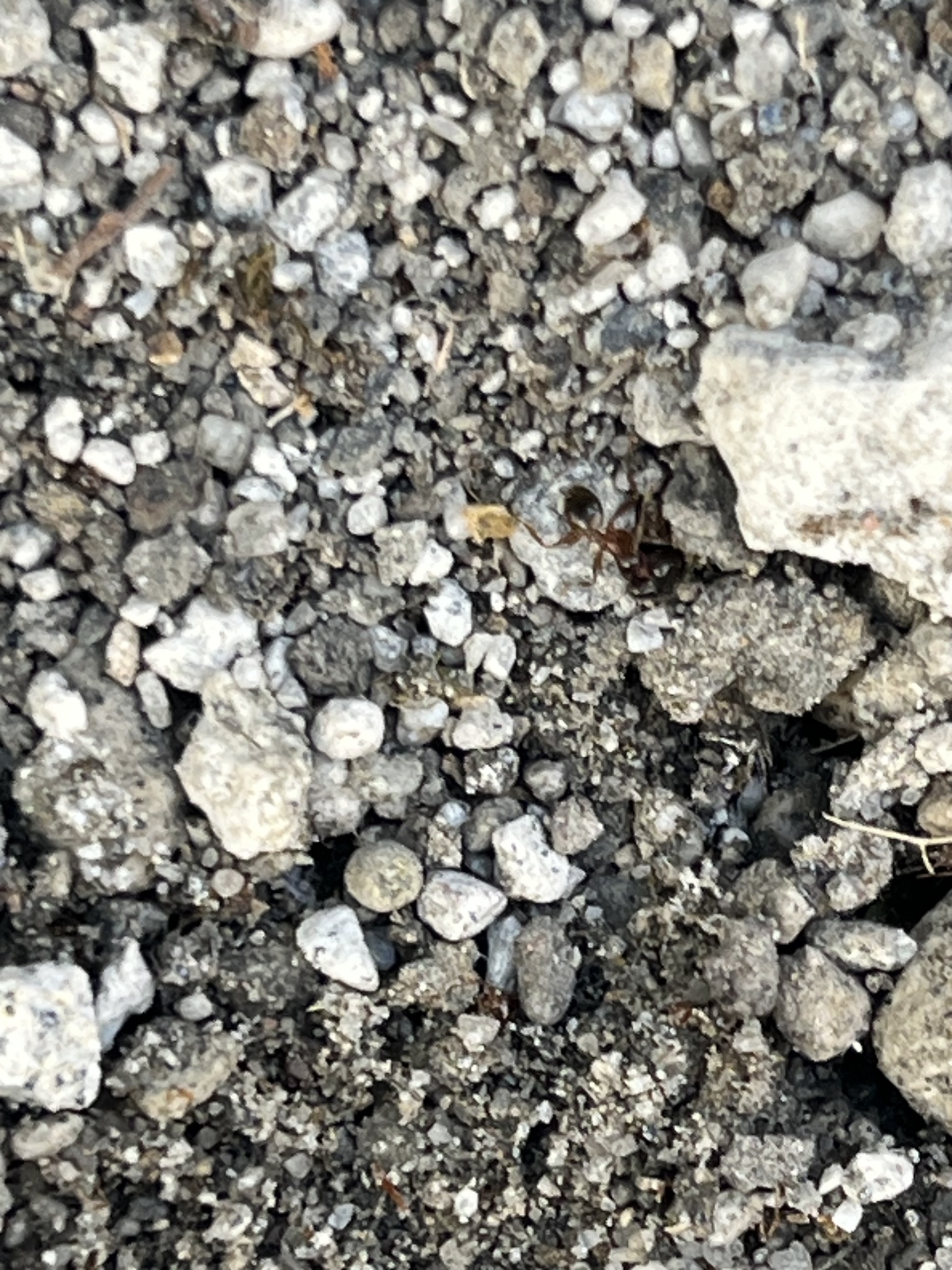 Pheidole megacephala — image 13