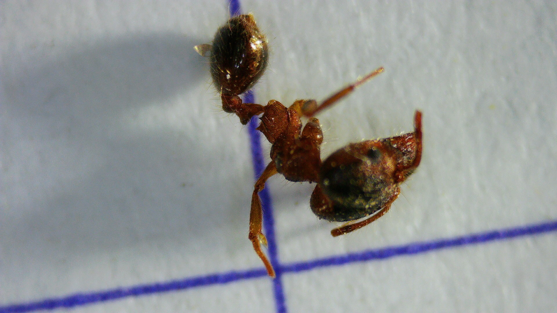 Pheidole megacephala — image 8